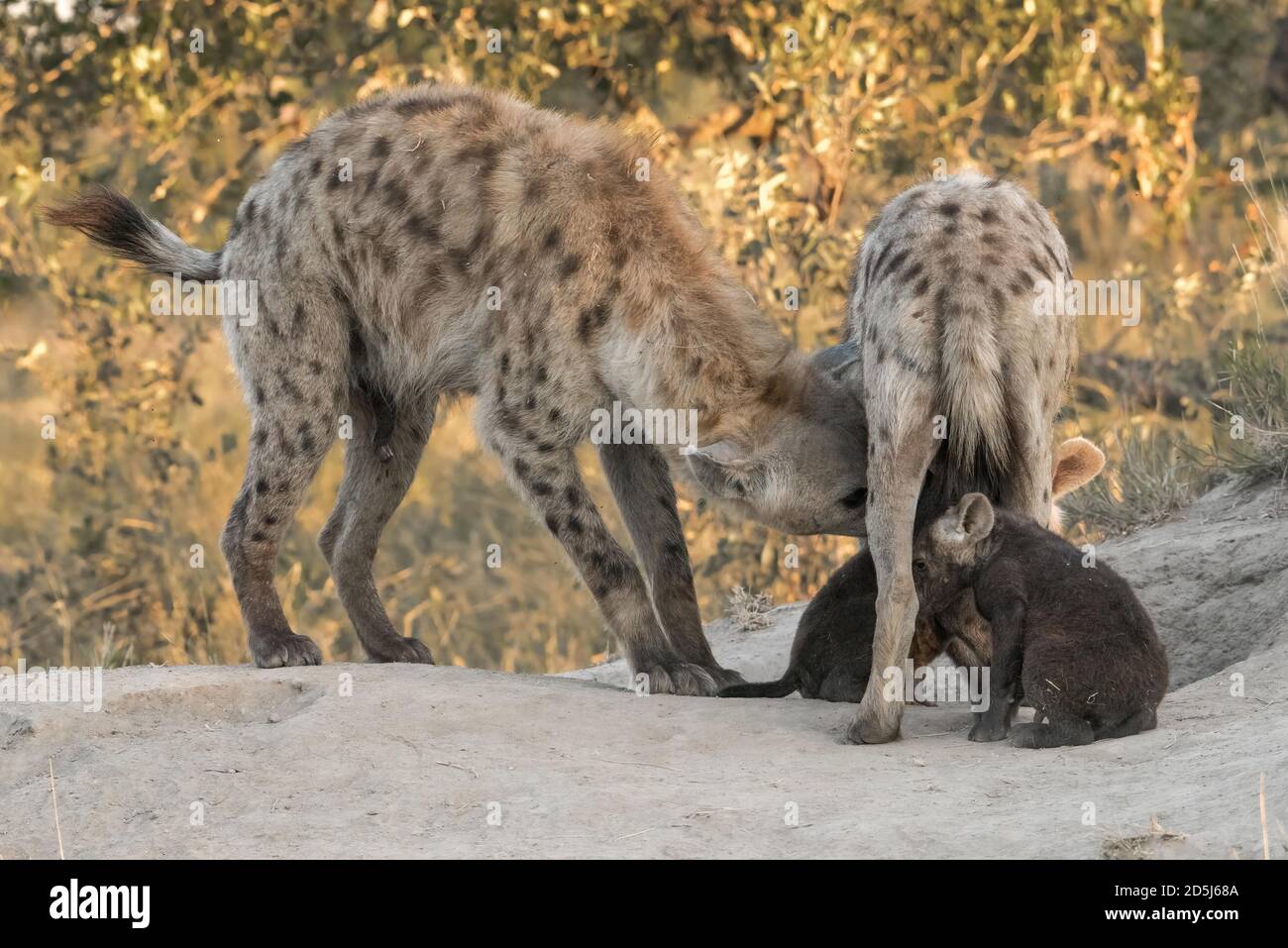 Famille de hyènes tachetées (Crocuta crocuta) avec des oursons allaitants dans la savane africaine. Regard rare sur les soins maternels chez les carnivores sauvages. Banque D'Images