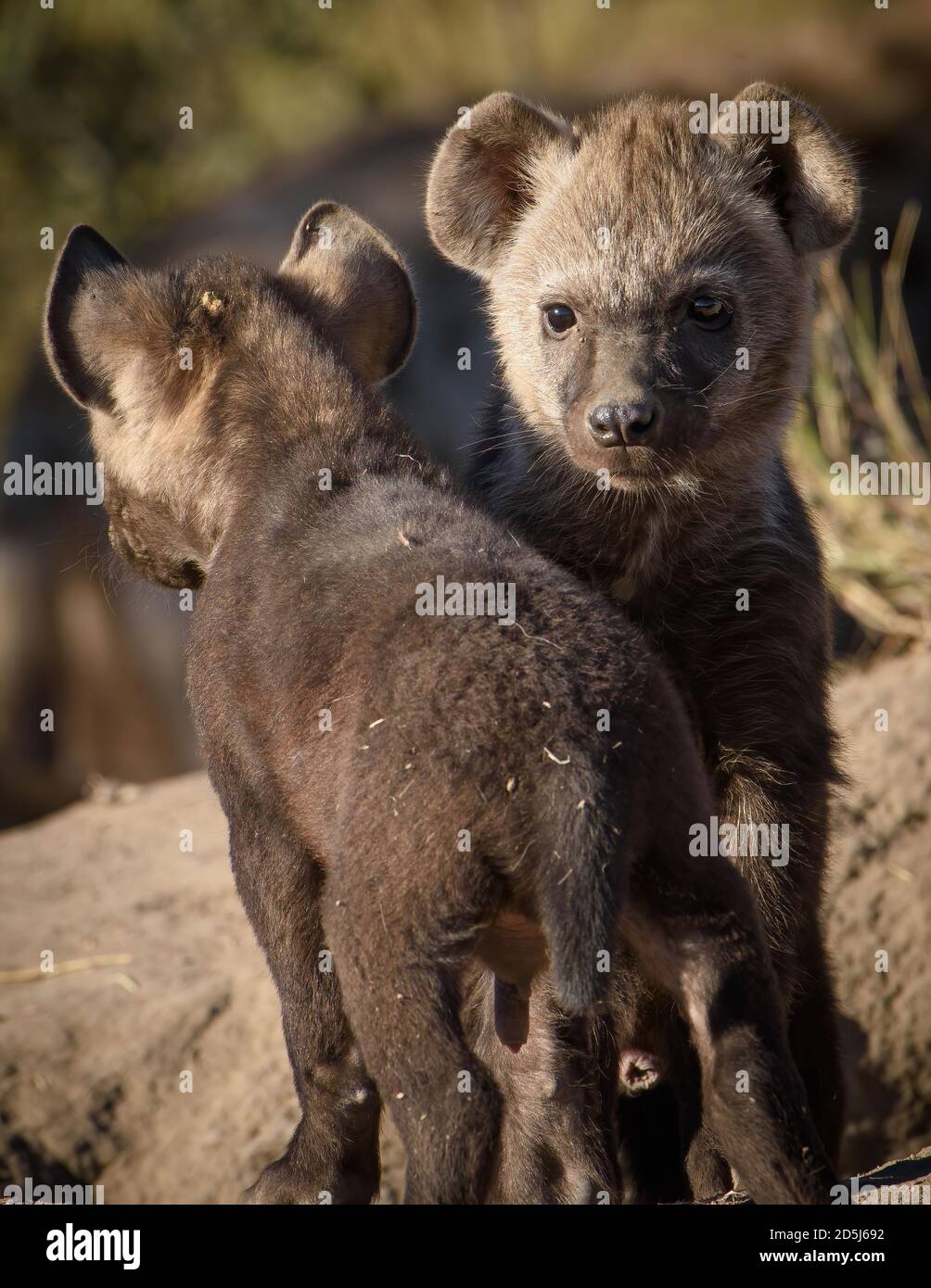 Deux hyènes tachetées (Crocuta crocuta) interagissant près de leur antre dans la savane africaine. Comportement de liaison sociale dans l'habitat naturel. Banque D'Images