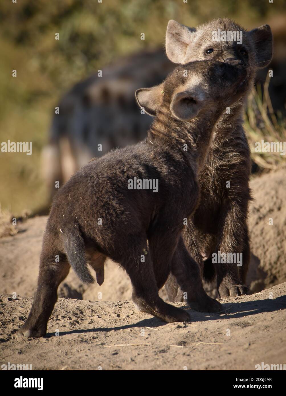Deux hyènes tachetées (Crocuta crocuta) interagissant près de leur antre dans la savane africaine. Comportement de liaison sociale dans l'habitat naturel. Banque D'Images