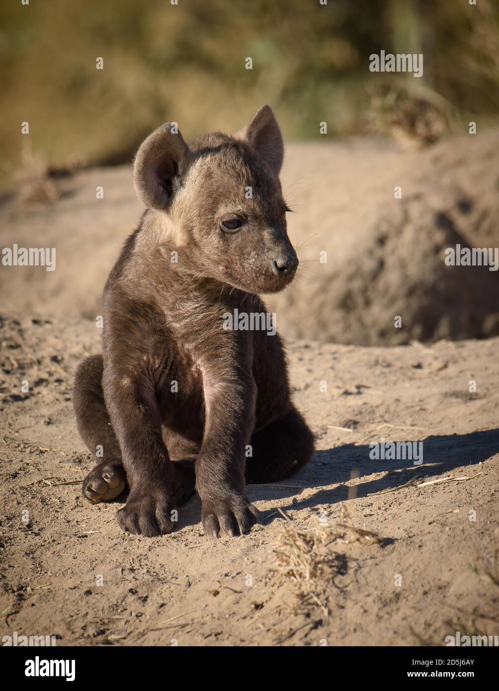 Petit hyène tacheté (Crocuta crocuta) assis seul près de la tanière dans la savane africaine, alerte et face à la caméra dans la lumière naturelle tôt le matin. Banque D'Images
