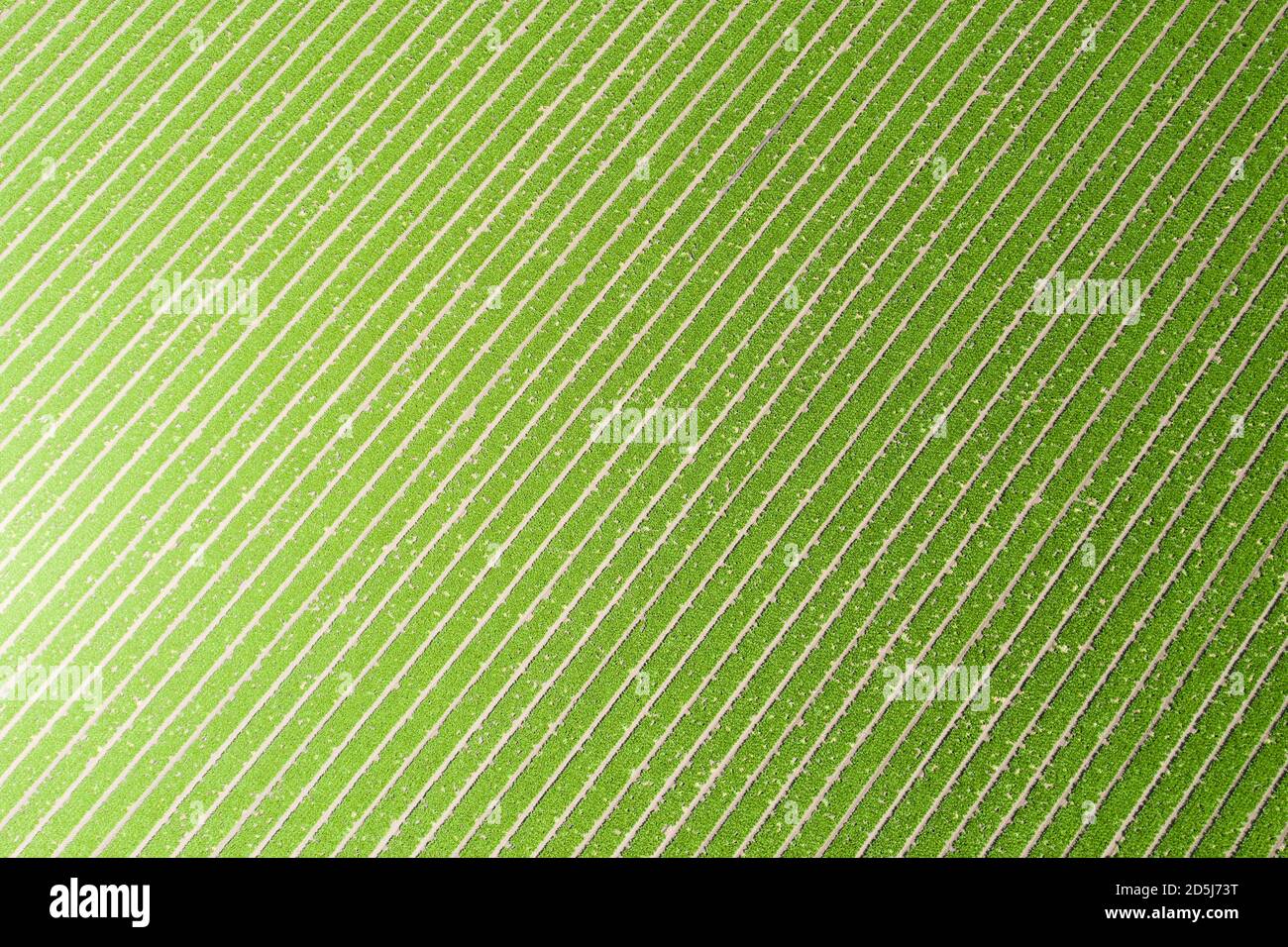 Vue diagonale abstraite du gradient vert d'un champ de laitue dans la vallée de Salinas, comté de Monterey, Californie Banque D'Images