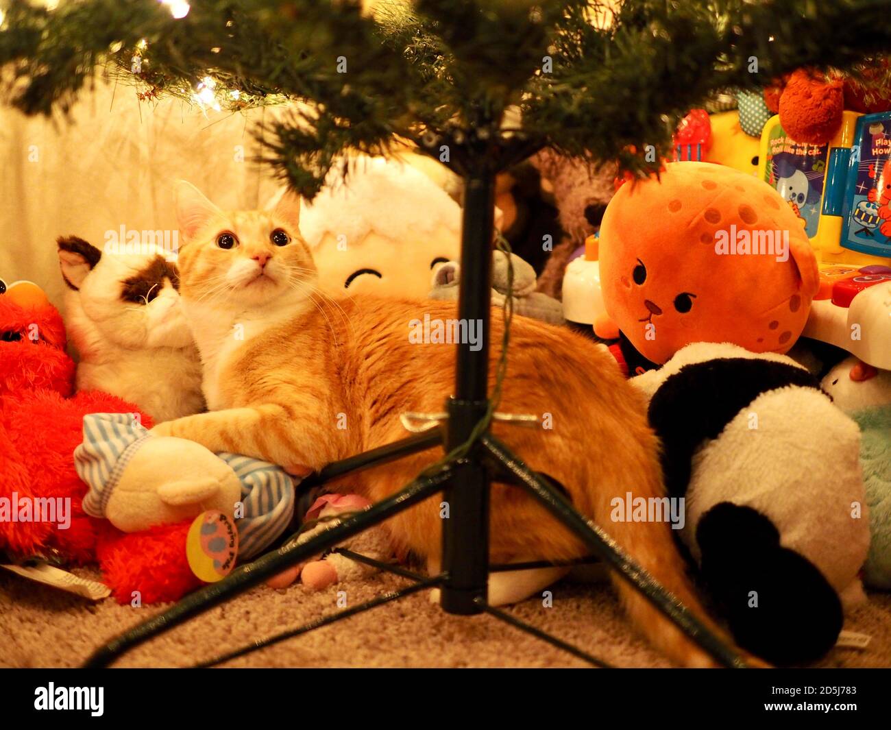 Mika le Tabby orange sous l'arbre de Noël Banque D'Images