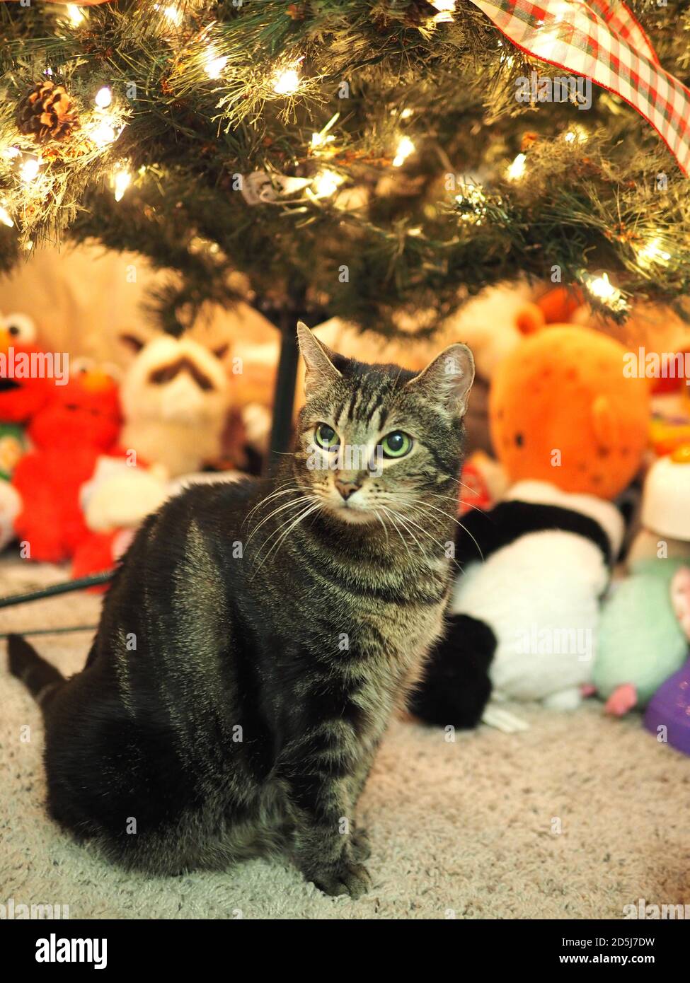 Mintie le tabby sous l'arbre de Noël Banque D'Images