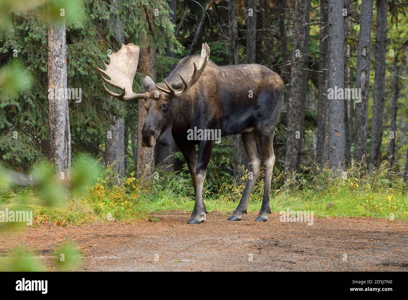 Une vue de face d'un orignal sauvage 'Alces alces', en regardant vers l'avant dans son habitat forestier dans le parc national Jasper, en Alberta, au Canada. Banque D'Images