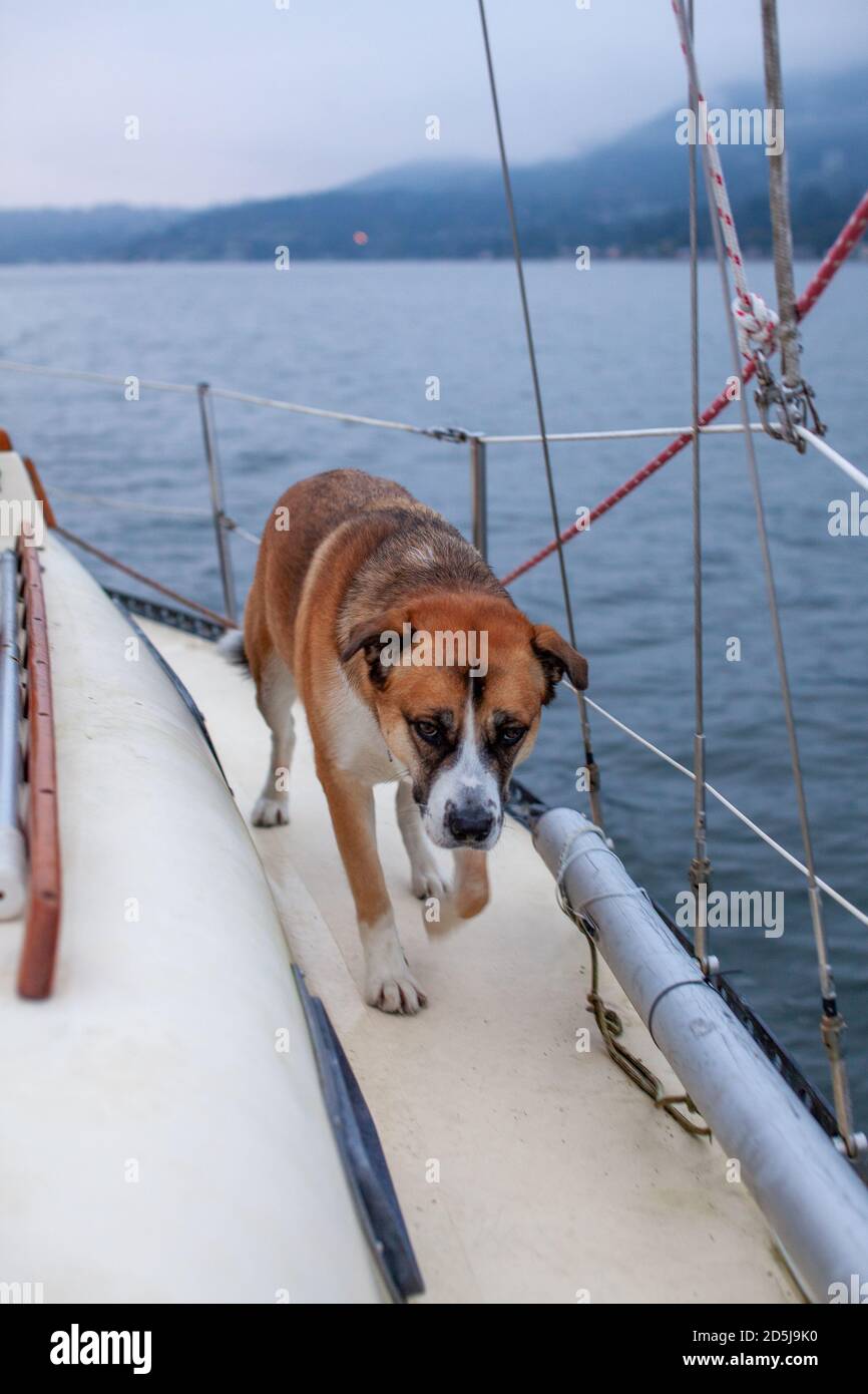 Un chien de Husky St Bernard Mix marche sur le côté d'un voilier lors d'une journée de rêve à Vancouver, en Colombie-Britannique, tout en naviguant dans le port Banque D'Images