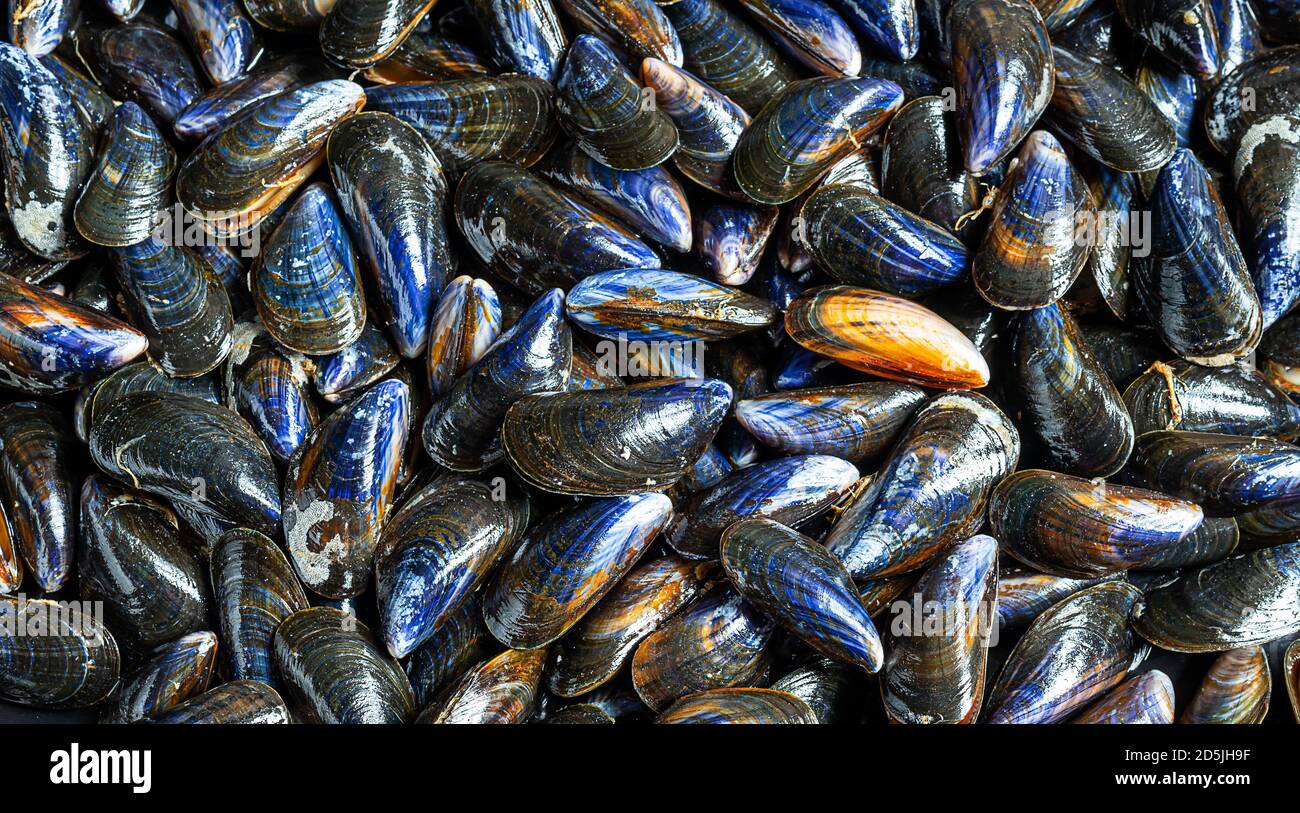 Moules biologiques fraîches et brutes sur le marché des fruits de mer en Normandie En France comme fond naturel Banque D'Images