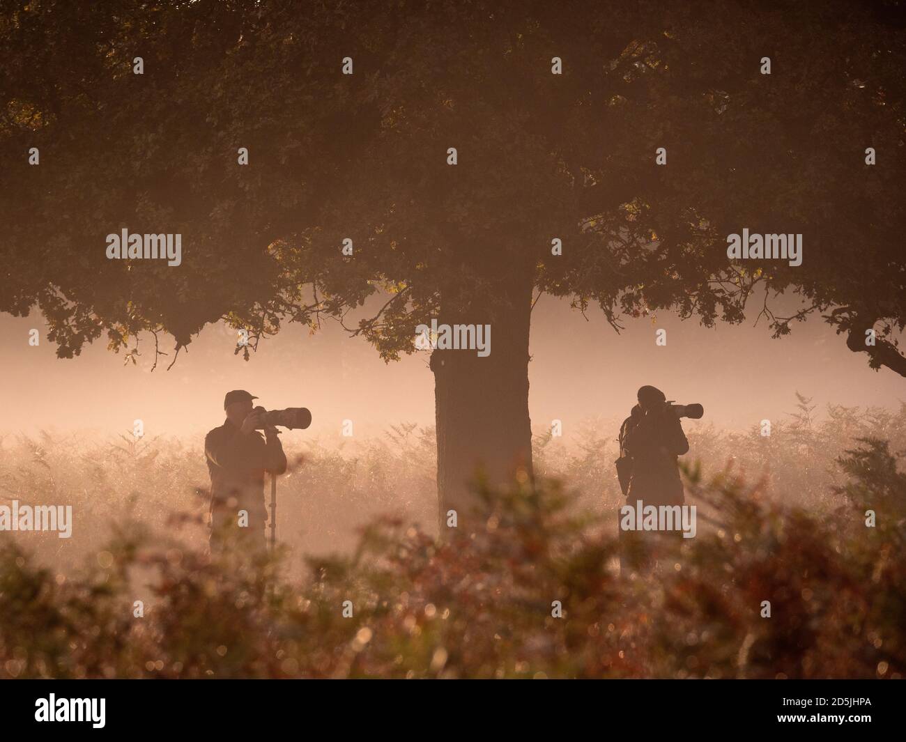 Deux photographes de la faune se concentrant sur les arbres pendant la rut annuelle de Red Deer à Bushy Park, Londres, Royaume-Uni Banque D'Images