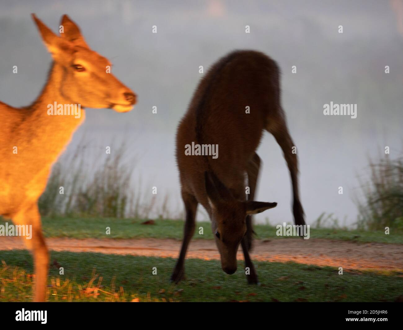 Jeune Red Deer se lançant dans ses jambes de derrière debout à côté de sa mère. Banque D'Images