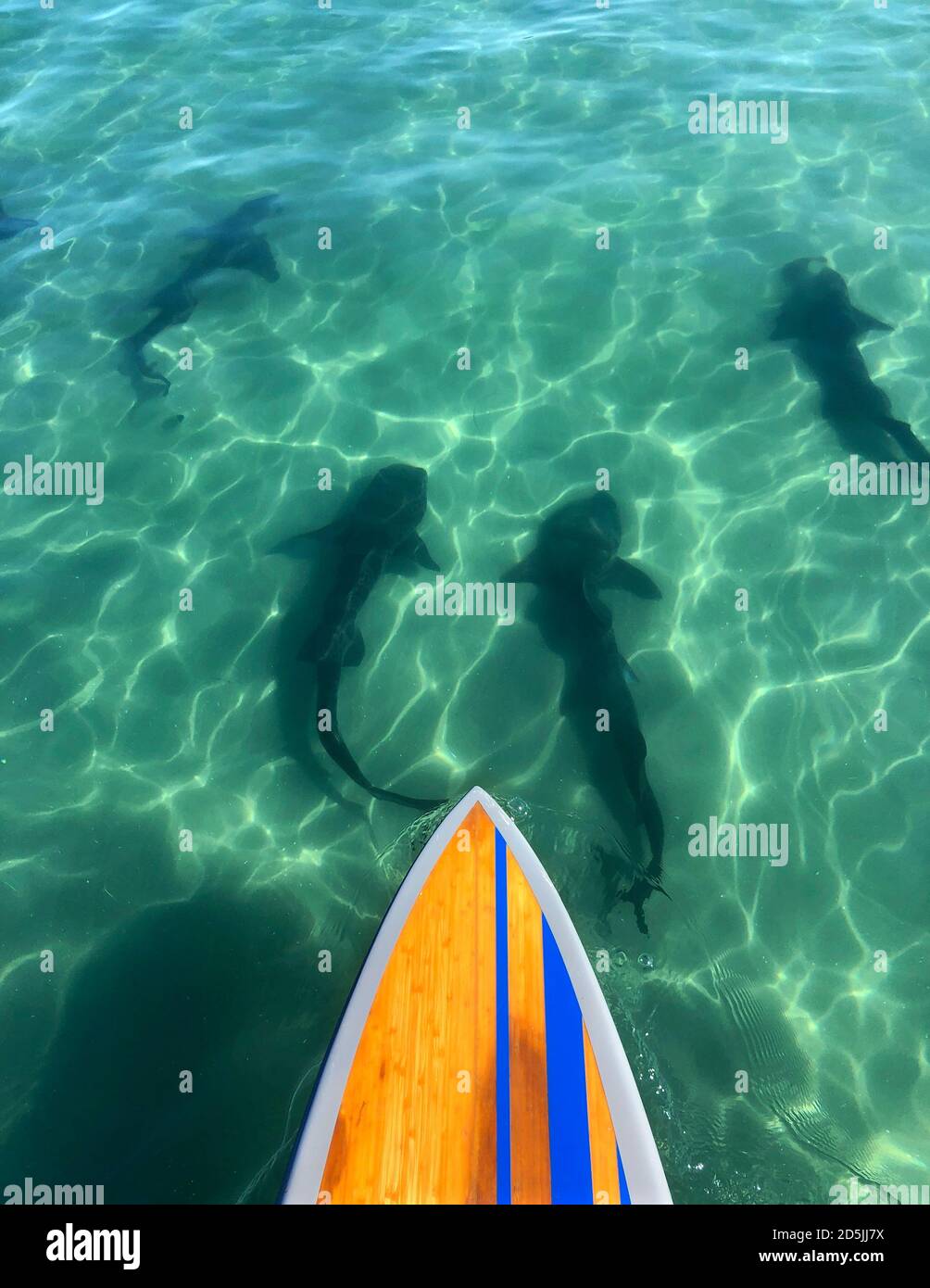 San Diego, Californie, États-Unis. 13 octobre 2020. Les requins léopard nagent sous un paddle board dans les eaux chaudes et peu profondes de la plage de la Jolla Shores. Les requins sont régulièrement vus dans la région en été et en automne et sont une destination populaire pour les touristes. Crédit : K.C. Actualités en direct Alfred/ZUMA Wire/Alay Banque D'Images