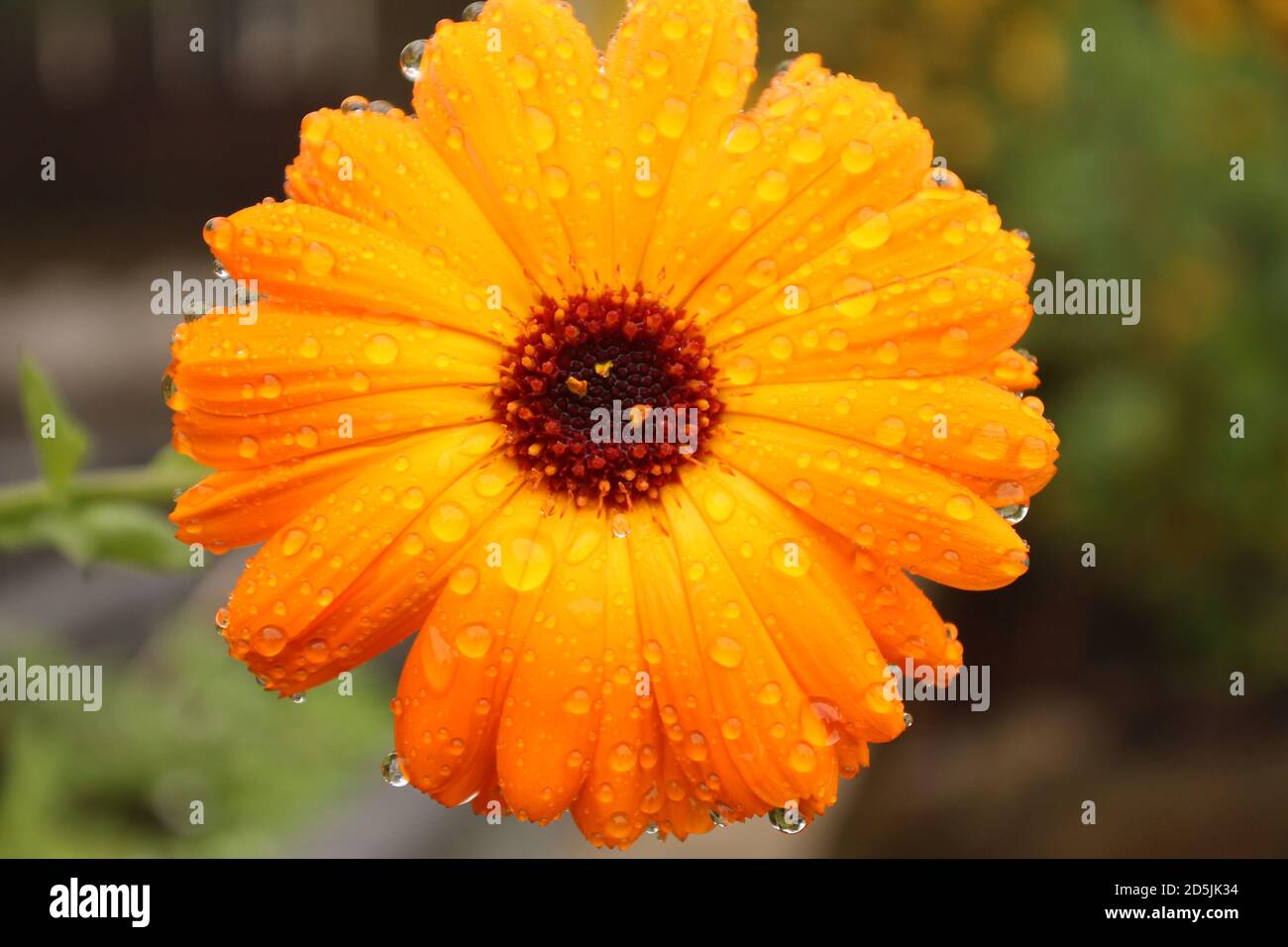 Gros plan d'une tête de fleur marigold avec gouttes de pluie sur les pétales Banque D'Images