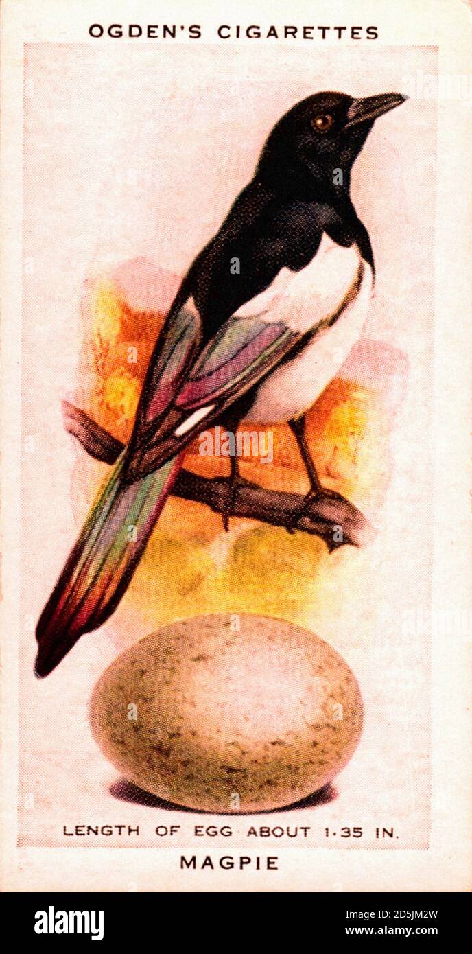 Illustration rétro de Magpie sur la publicité de cigarettes d'Ogden. années 1920 Banque D'Images