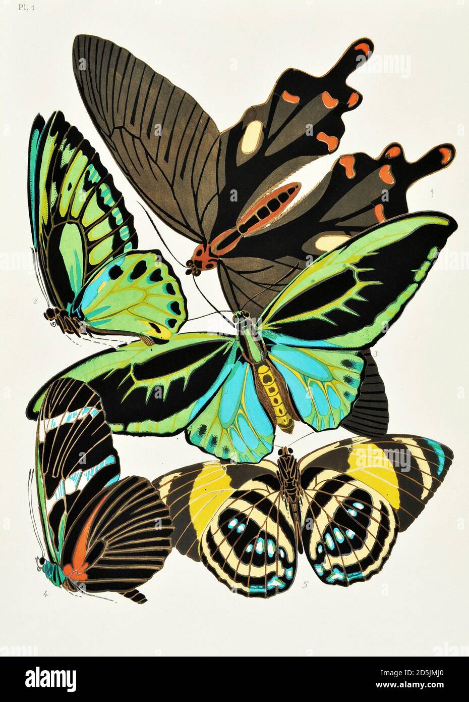 Papillons : vingt panneaux de phototype colorés au motif. PL. I1. Papilio philoxenus (Inde) 2. Troides priamu-poseidon (Nouvelle Guinée) 3. ID. dessous Banque D'Images