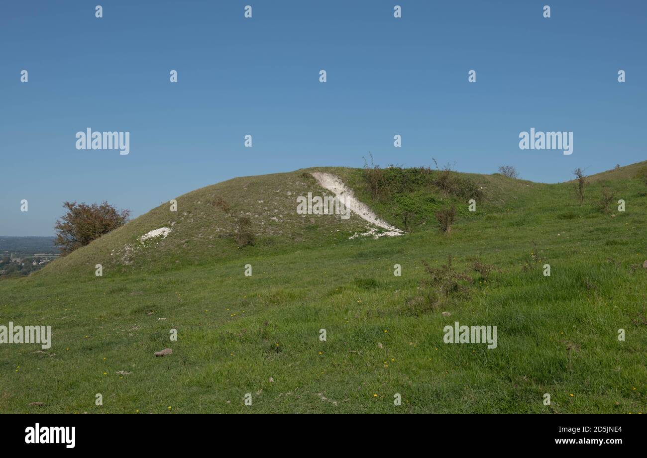 Craie Grassland sur Wolstonbury Hill sur les South Downs avec un fond ciel bleu vif dans le West Rural Sussex, Angleterre, Royaume-Uni Banque D'Images