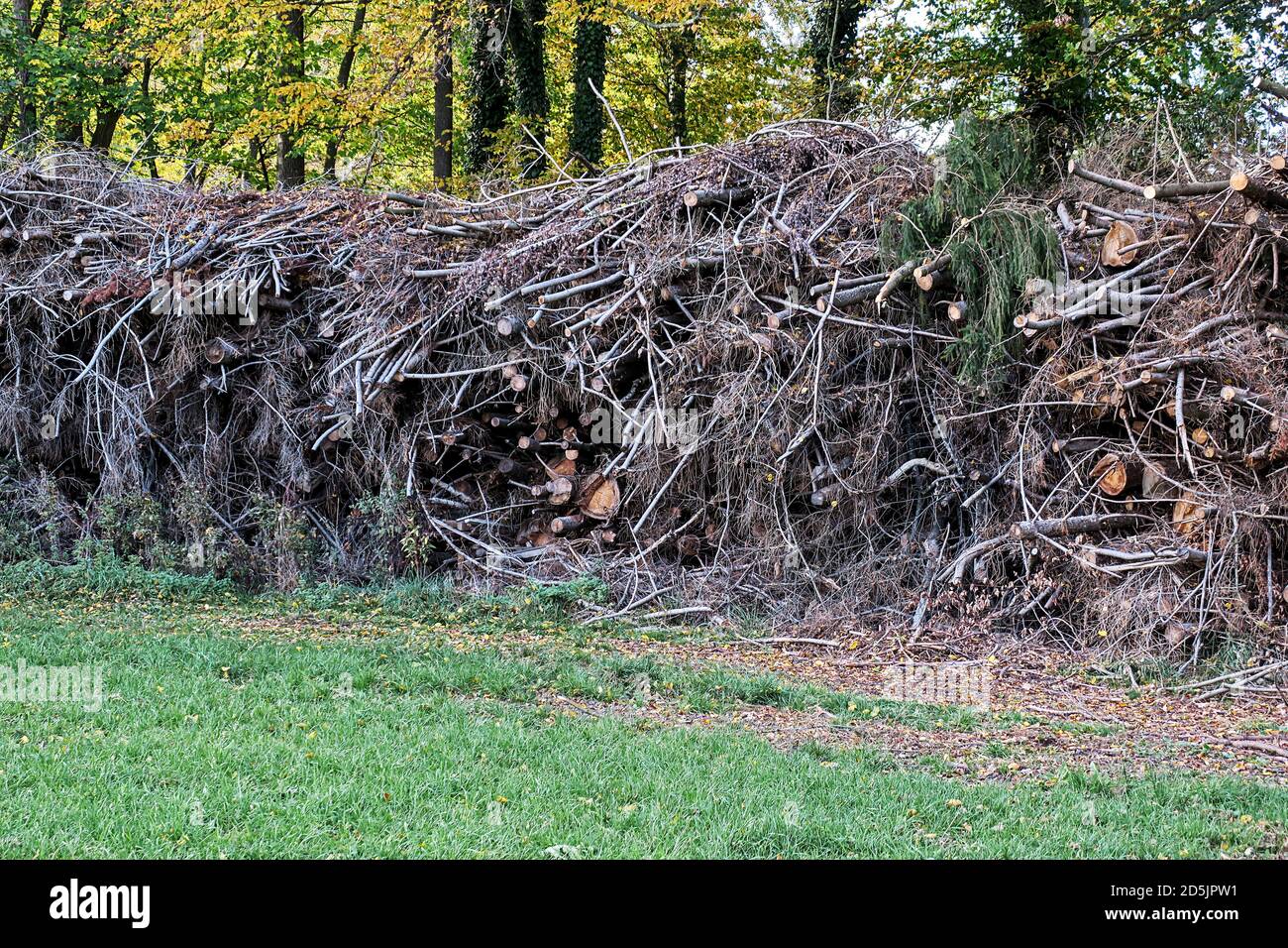 les troncs et les branches des arbres sont empilés de manière peu uniforme Banque D'Images