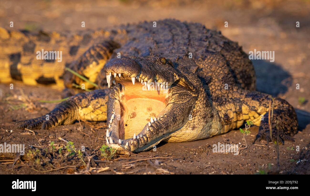 Crocodile du Nil avec la bouche ouverte montrant les dents couchant au coucher du soleil Lumière dans la rivière Chobe au Botswana Banque D'Images