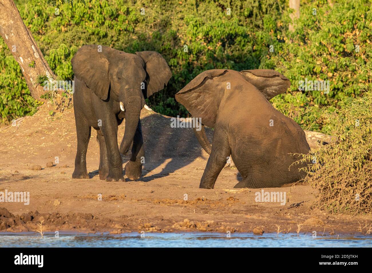 Twp jeunes éléphants taureaux jouent à la lutte au bord de Rivière Chobe en lumière du soleil dorée de l'après-midi au Botswana Banque D'Images
