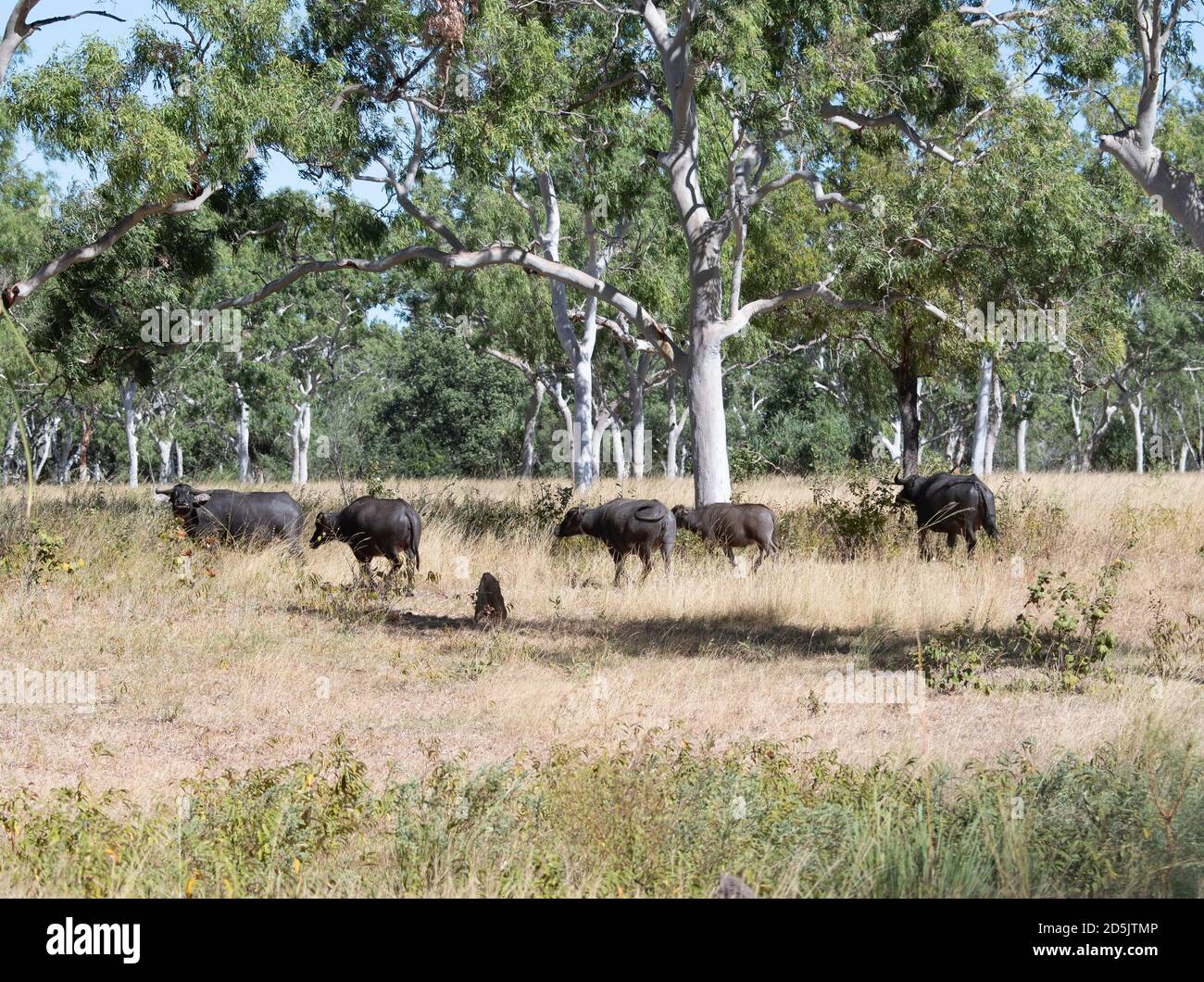 Un troupeau de buffles d'eau sauvages (Bubalus bubalis) qui se baladent dans la savane, le parc naturel de Lorella Springs, territoire du Nord, territoire du Nord, Australie Banque D'Images