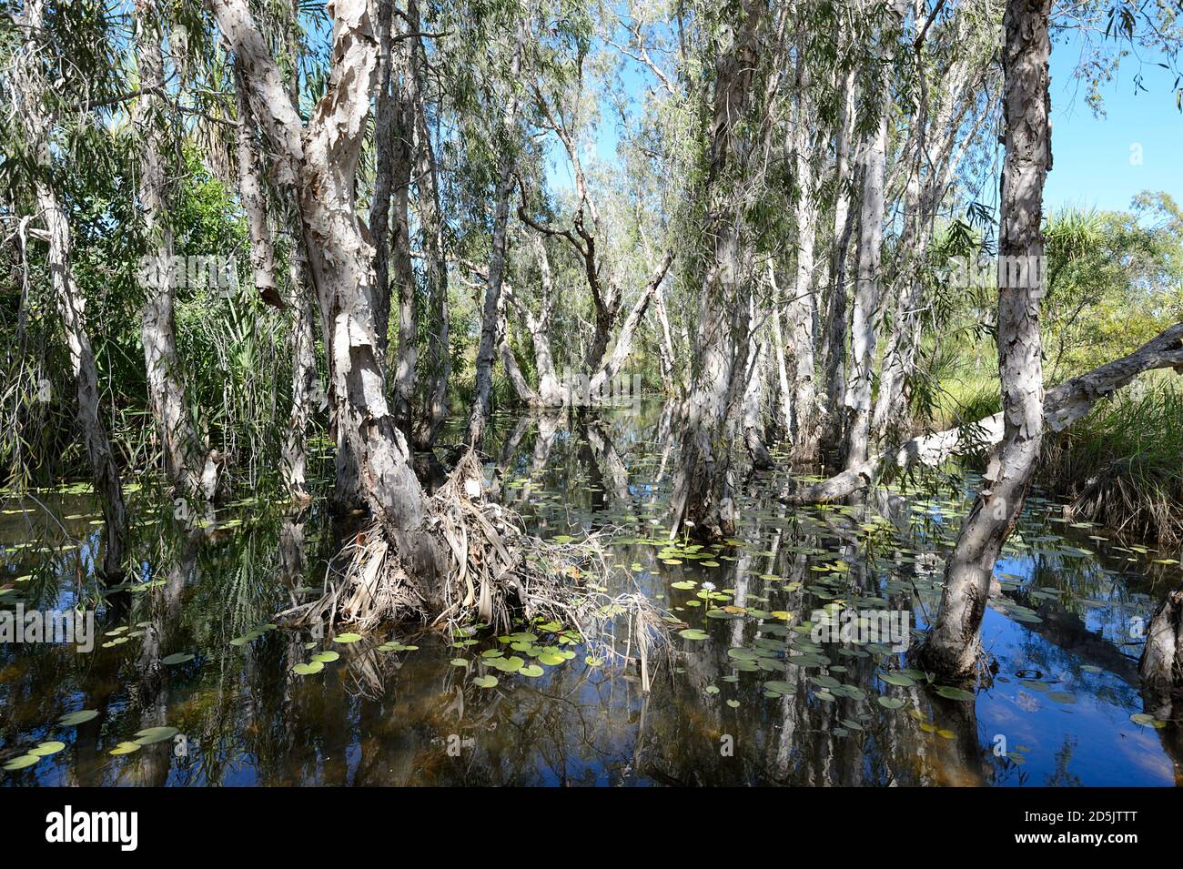 Des arbres pittoresques de Paperbark se sont marécageux au parc naturel de Lorella Springs, territoire du Nord, territoire du Nord, Australie Banque D'Images