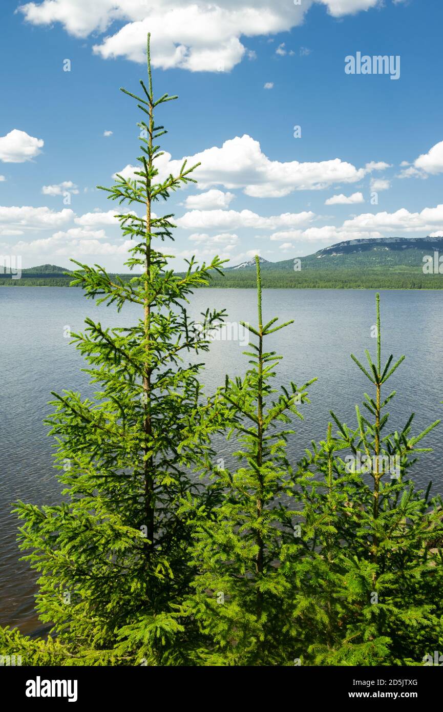 Les pins et le lac Zyuratkul en Russie Banque D'Images