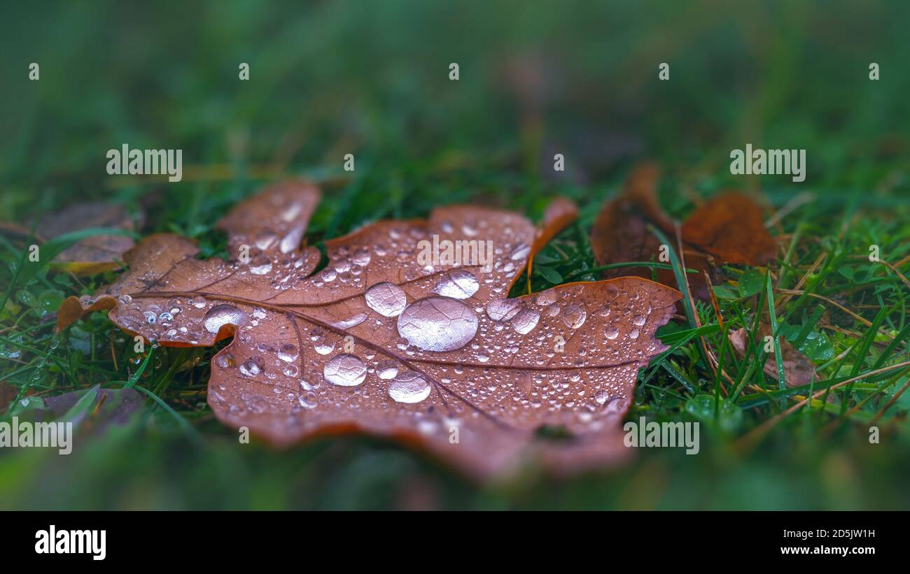 Feuille brune d'automne dans les gouttes de rosée Banque D'Images