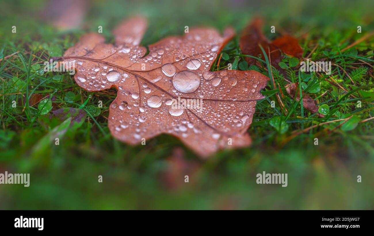 Feuille brune d'automne dans les gouttes de rosée Banque D'Images