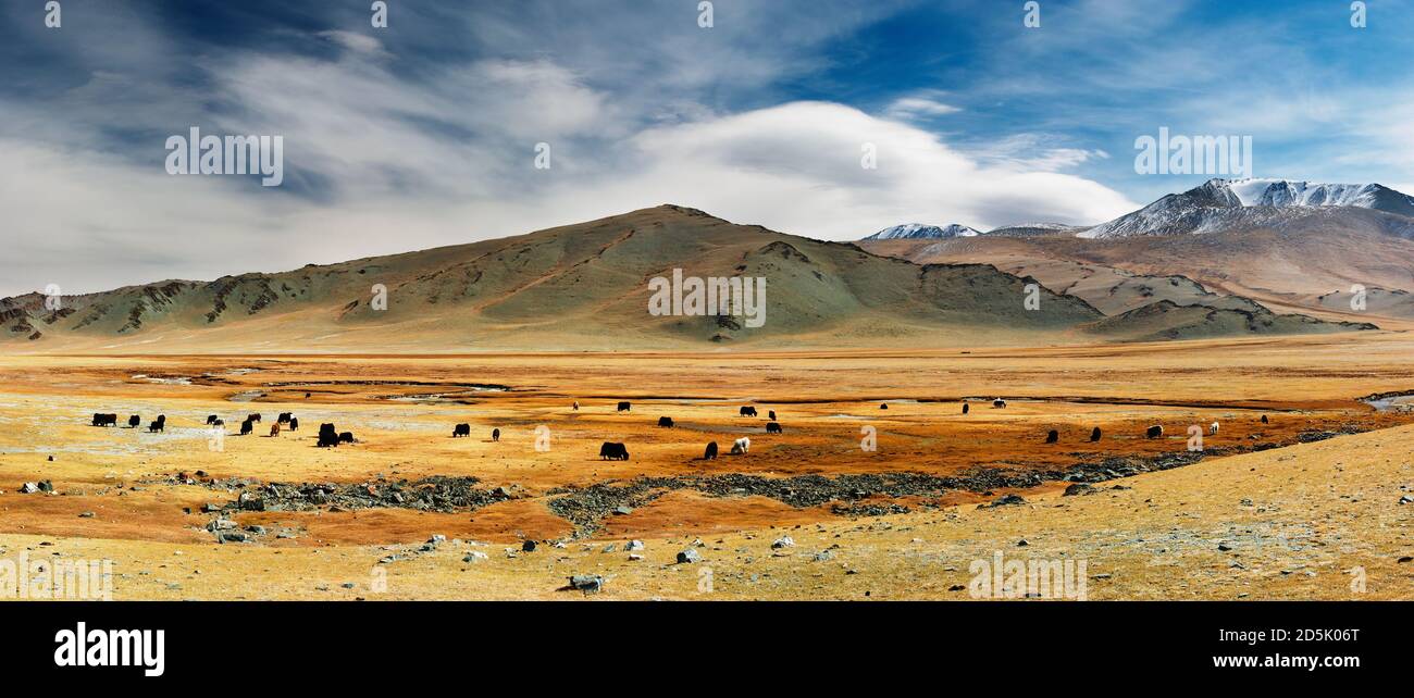 Broutement des yaks dans le désert mongol Banque D'Images