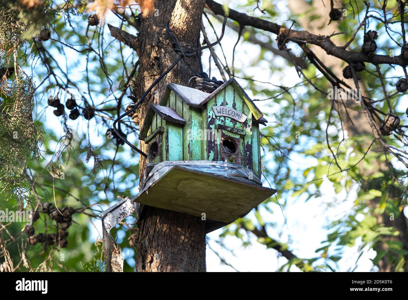 Maison d'oiseaux en bois sur un arbre dans la forêt. Espace de copie vide pour le contenu de l'éditeur. Banque D'Images