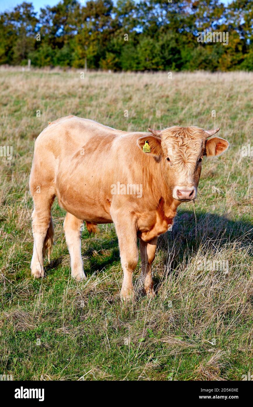 Jeune taureau sur un champ d'herbe; Samsø, Danemark Banque D'Images