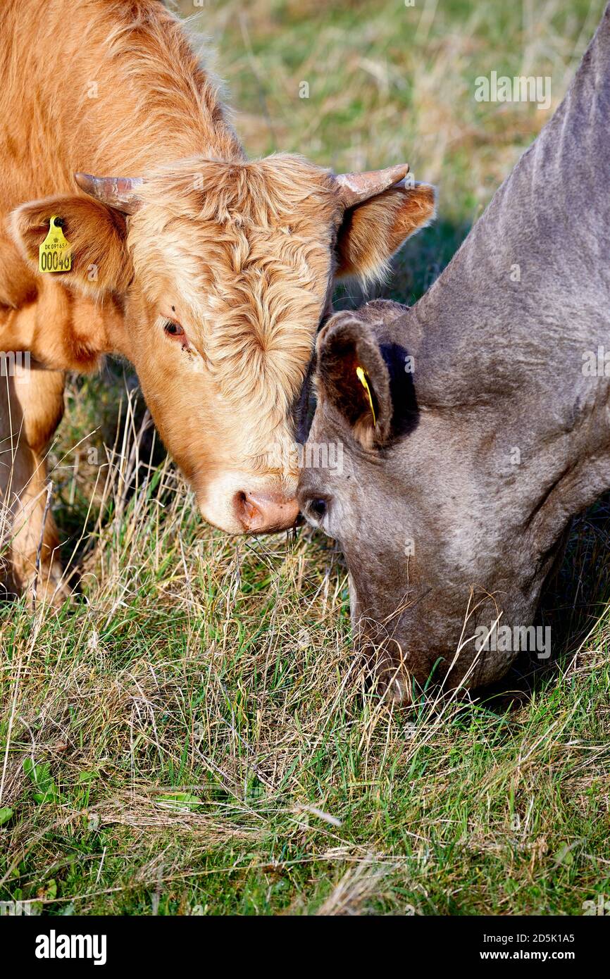 Têtes d'une vache et d'un jeune taureau sur une pelouse, mangeant; Samsø, Danemark Banque D'Images