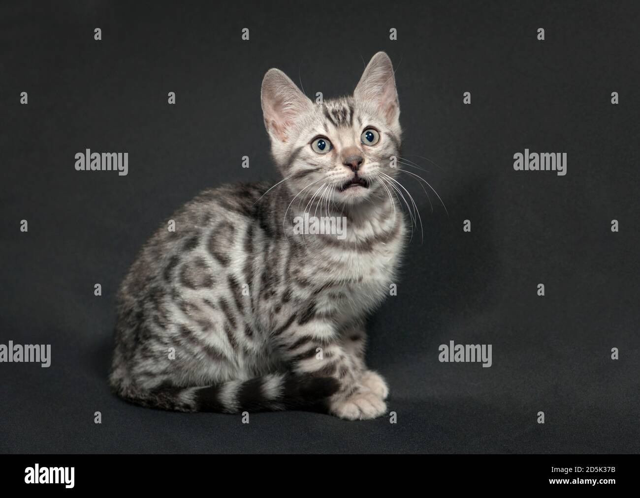 Portrait assis d'un chaton bengale argenté. Banque D'Images