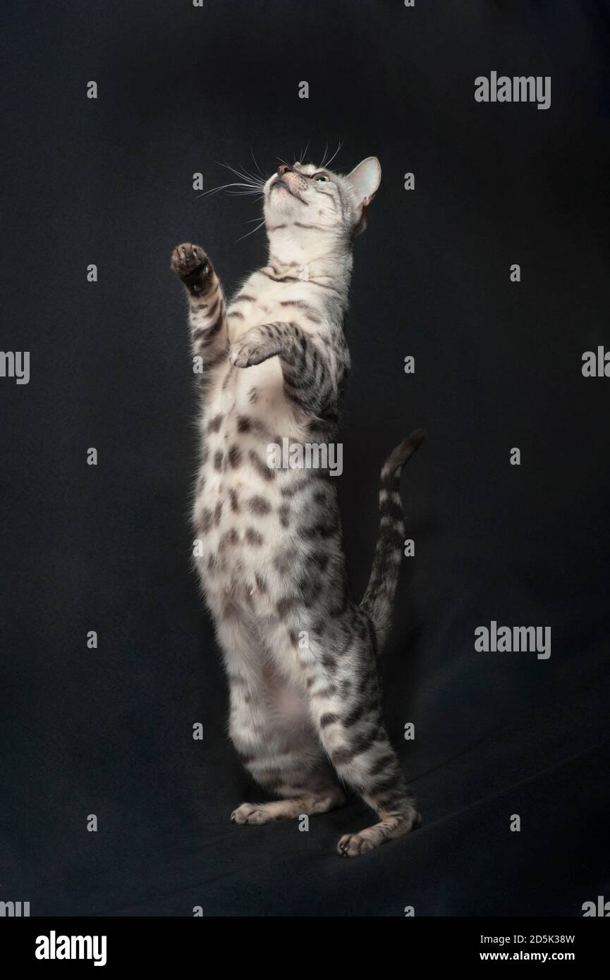 Chat bengale argenté debout sur ses jambes dos s'étirant. Banque D'Images