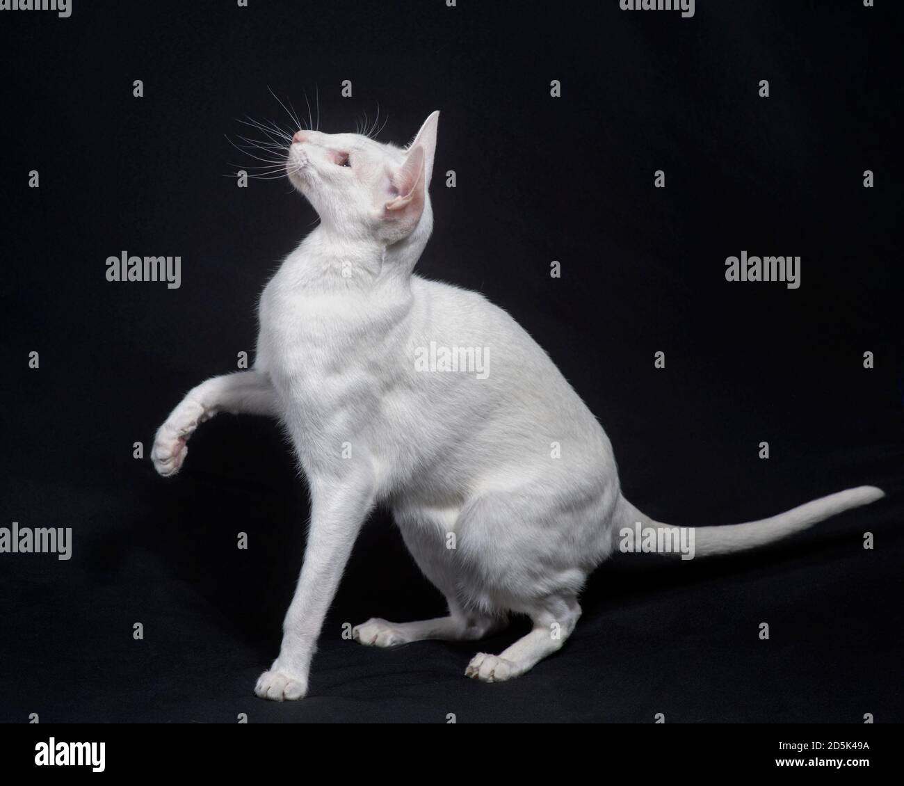 Chat Court Oriental Blanc Actif Avec Sa Patte Relevee Photo Stock Alamy