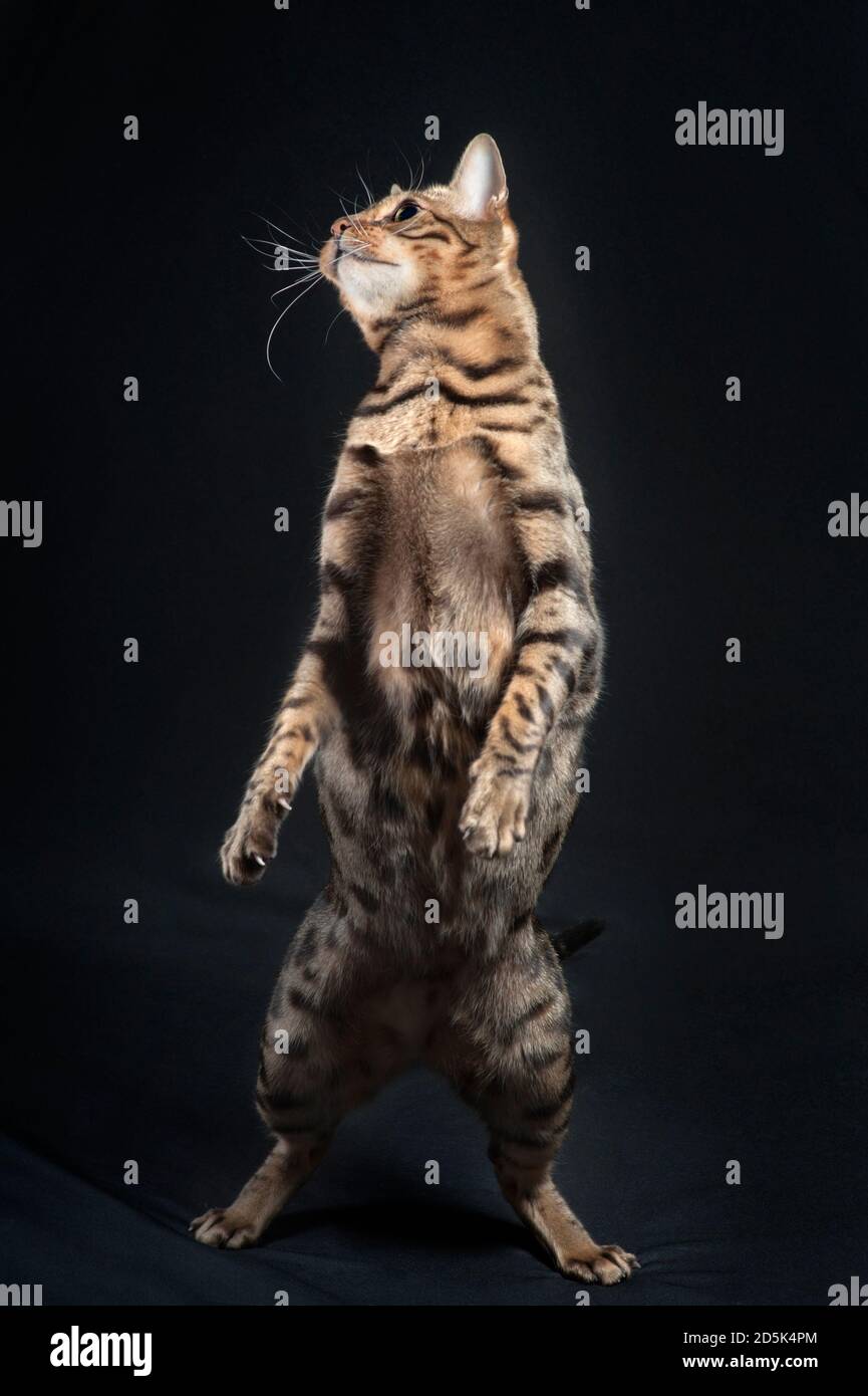 Photo amusante d'un chat bengale adulte debout sur ses pattes arrière. Banque D'Images