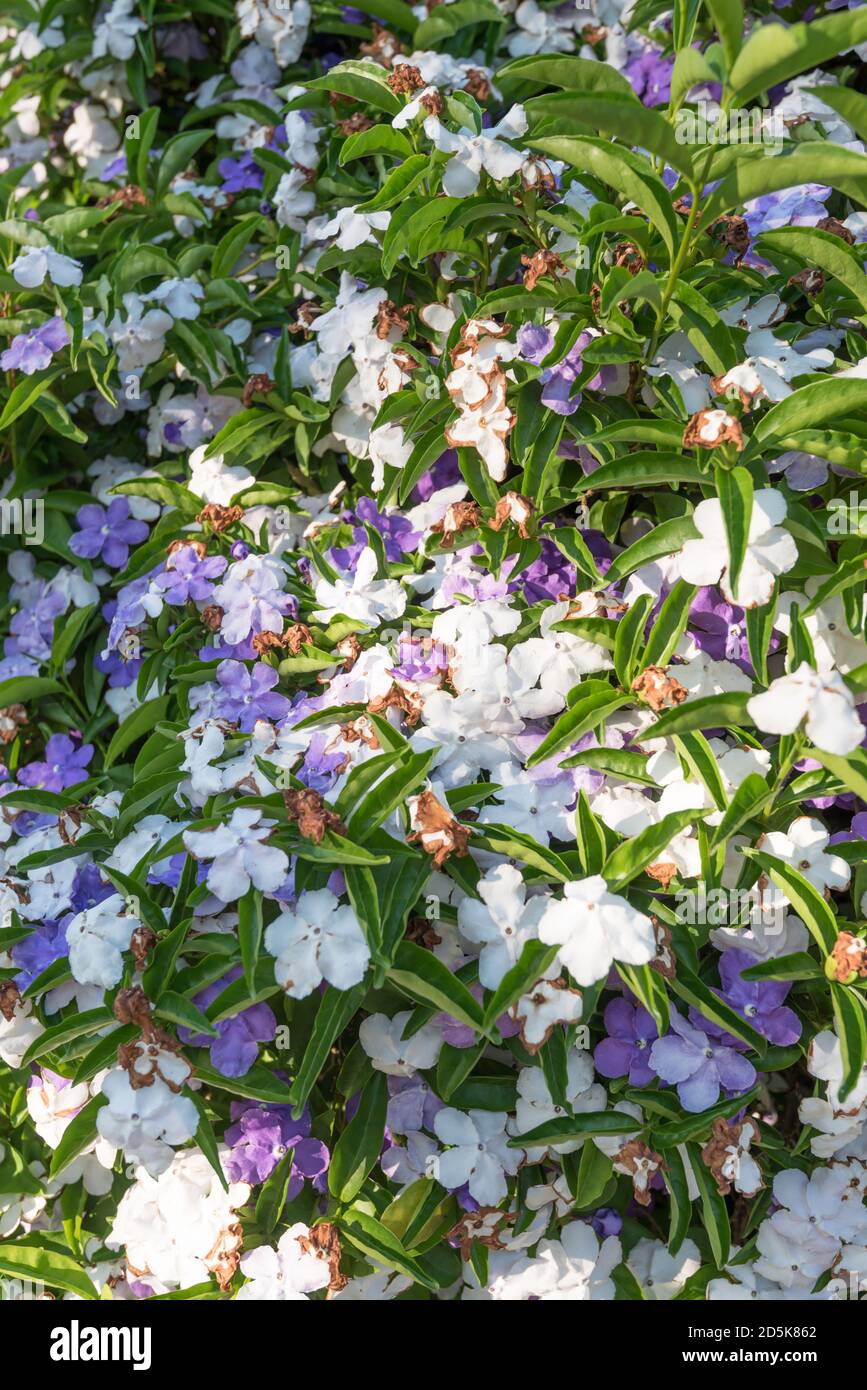 Un bonodora Brunfelsia communément appelé Brésil Raintree, hier-aujourd'hui-demain et dame de la nuit, en fleur, en Australie Banque D'Images