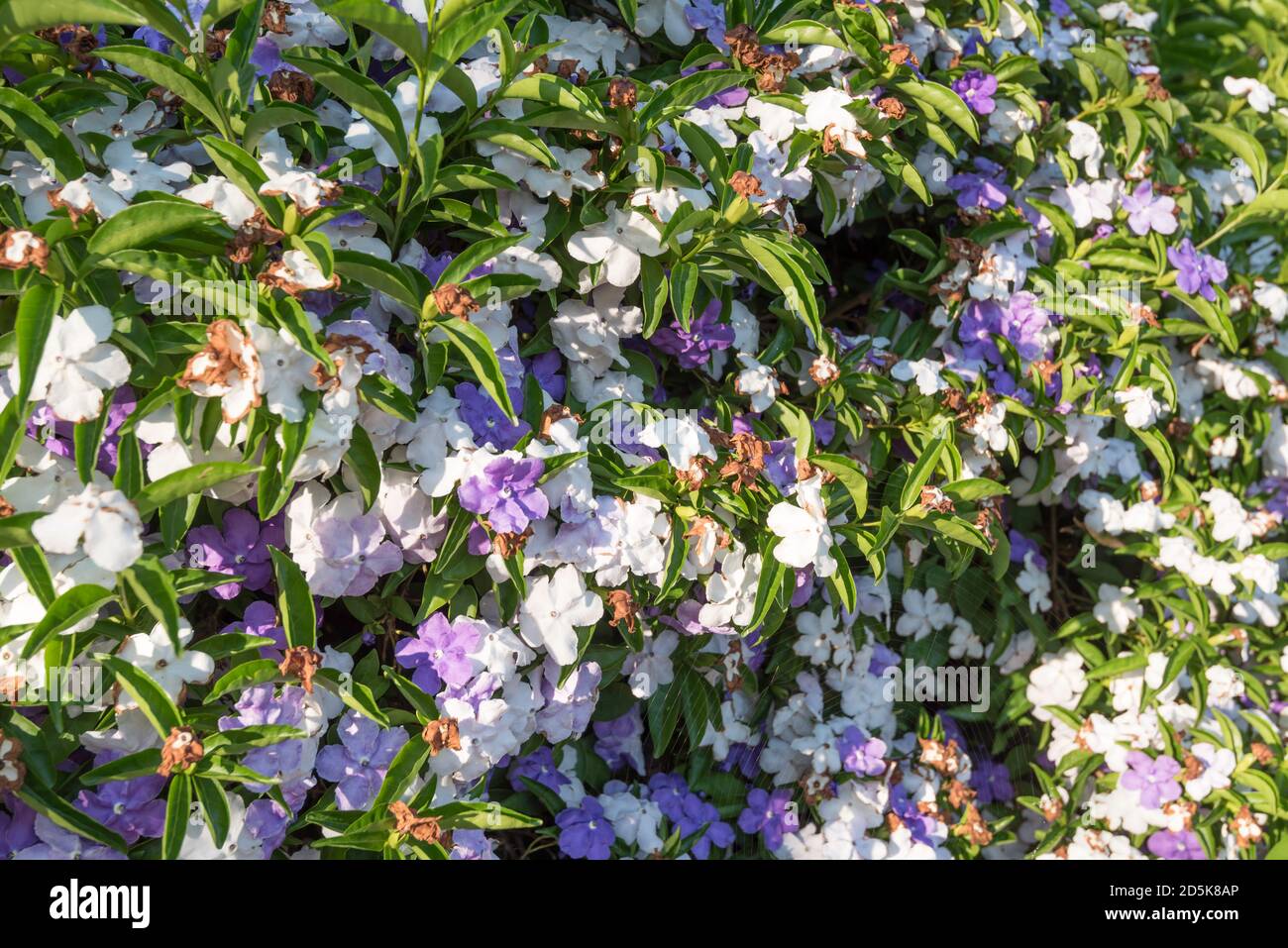 Un bonodora Brunfelsia communément appelé Brésil Raintree, hier-aujourd'hui-demain et dame de la nuit, en fleur, en Australie Banque D'Images