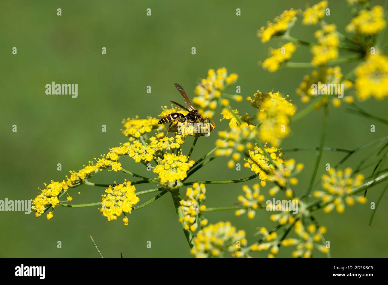 Sydney Australie, fleurs jaunes d'une plante d'aneth, avec une guêpe Banque D'Images Sydney Australie, fleurs jaunes d'une plante d'aneth, avec une guêpe Banque D'Images