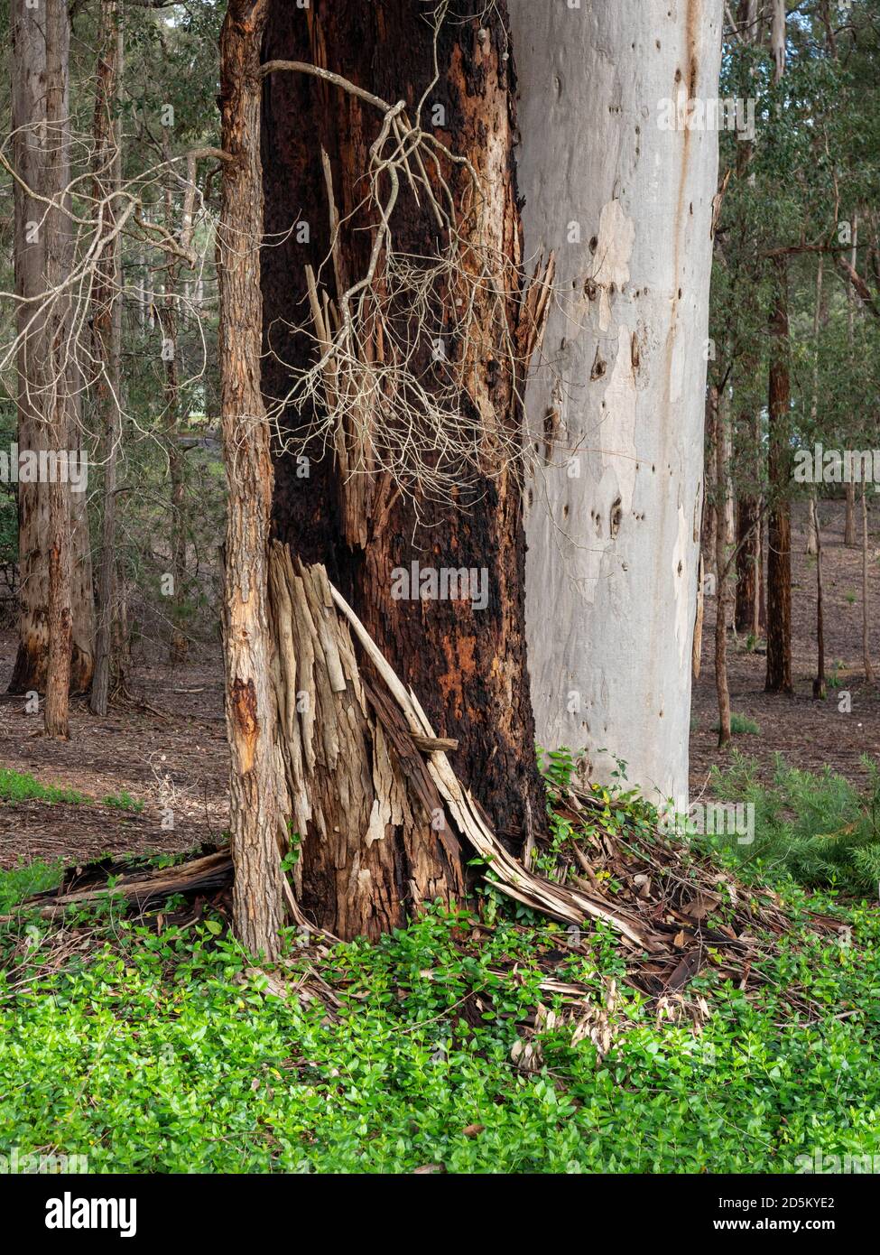 Un arbre en train de mourir dans la forêt de la rivière Donnelly, dans le sud-ouest de l'Australie. Banque D'Images