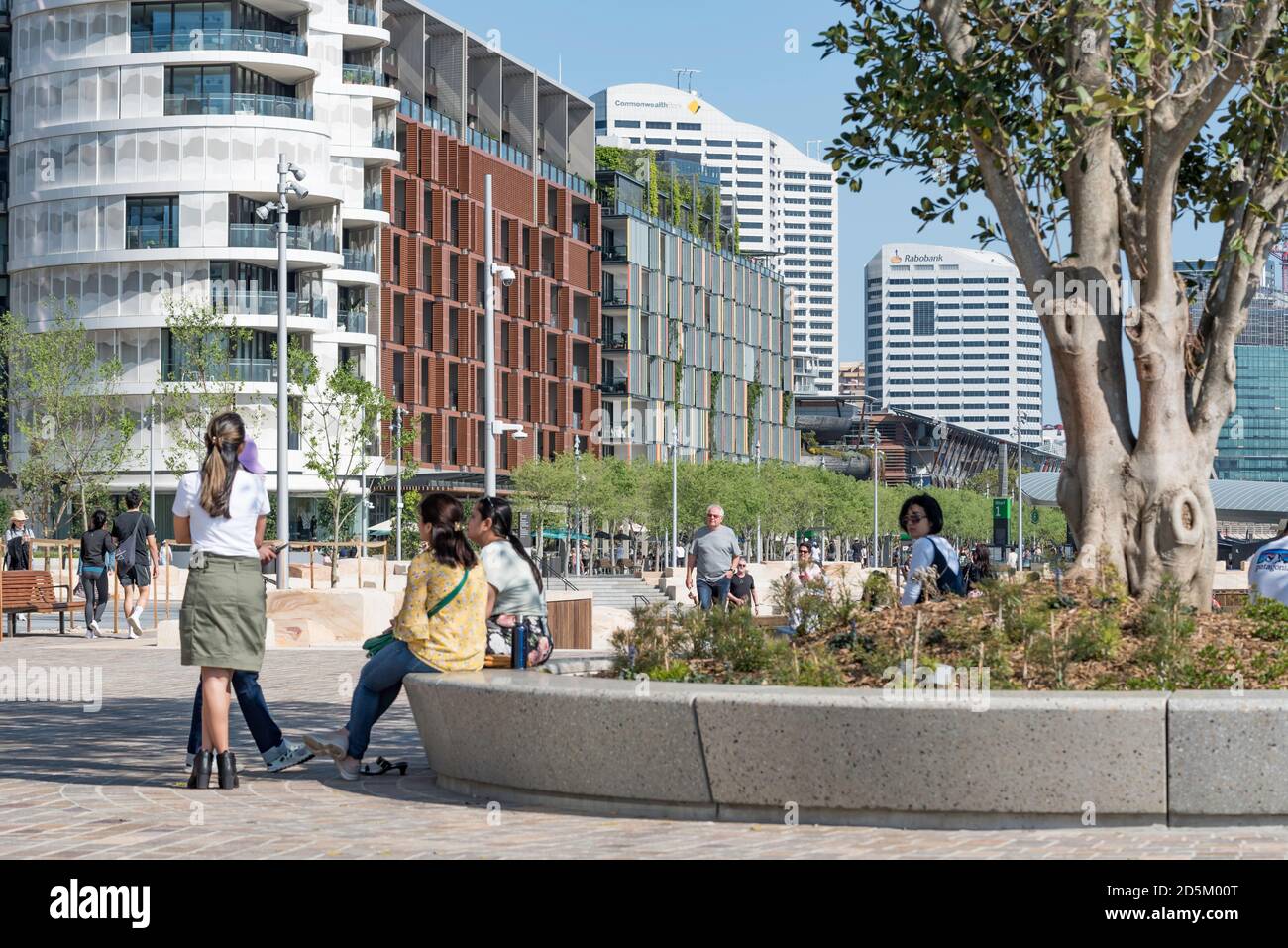Barangaroo, Sydney, Aust octobre 2020 : la nouvelle crique de Watermans a maintenant ouvert avec 11 000 m2 d'espace public, y compris ce figue de Port Jackson vieux de 60 ans Banque D'Images