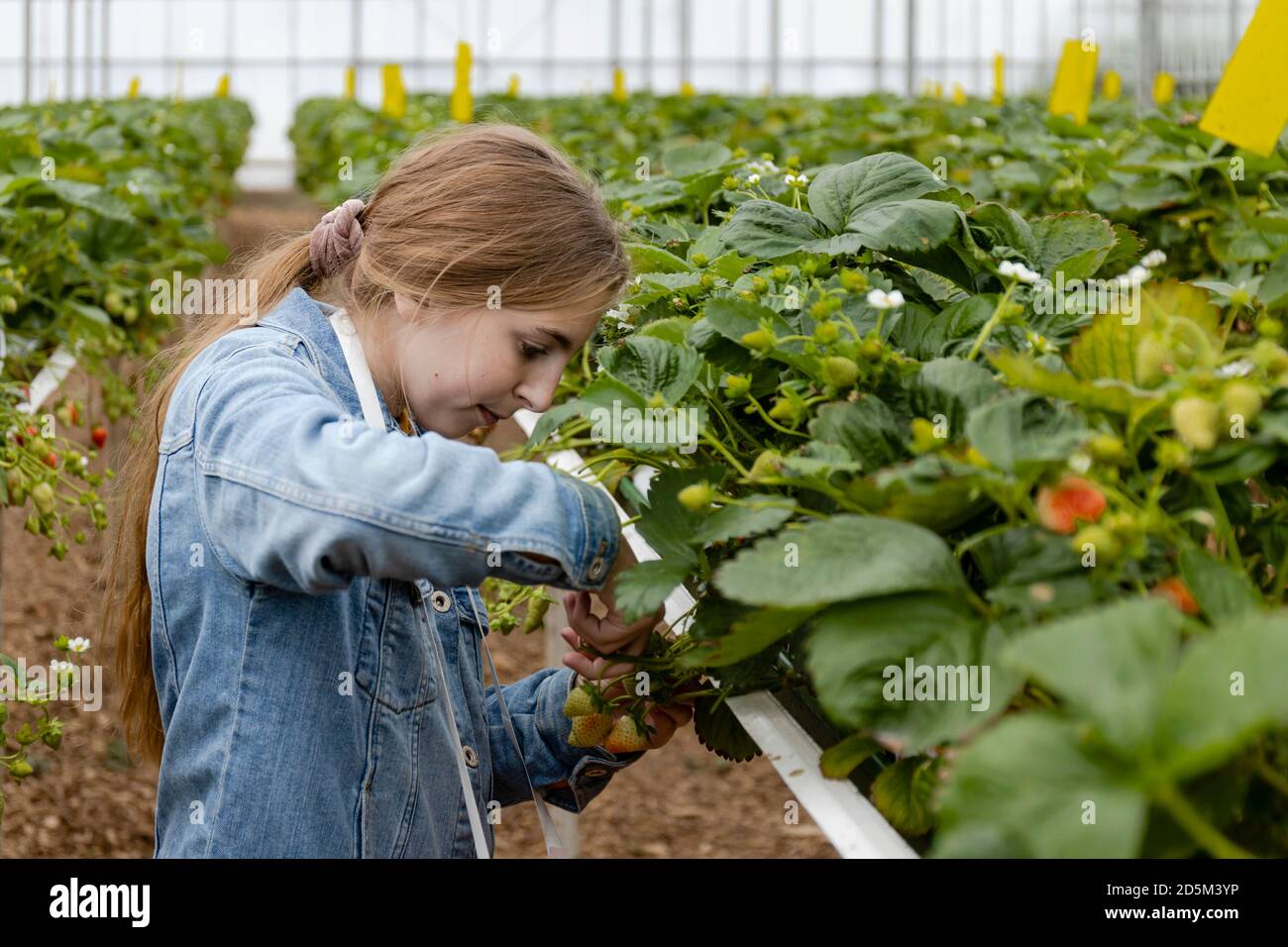 Jeune fille blonde cueillant des fraises avec des ciseaux dans une ferme de fraises en serre. Les cheveux des filles sont dans une queue de cheval et elle fait un denim Banque D'Images