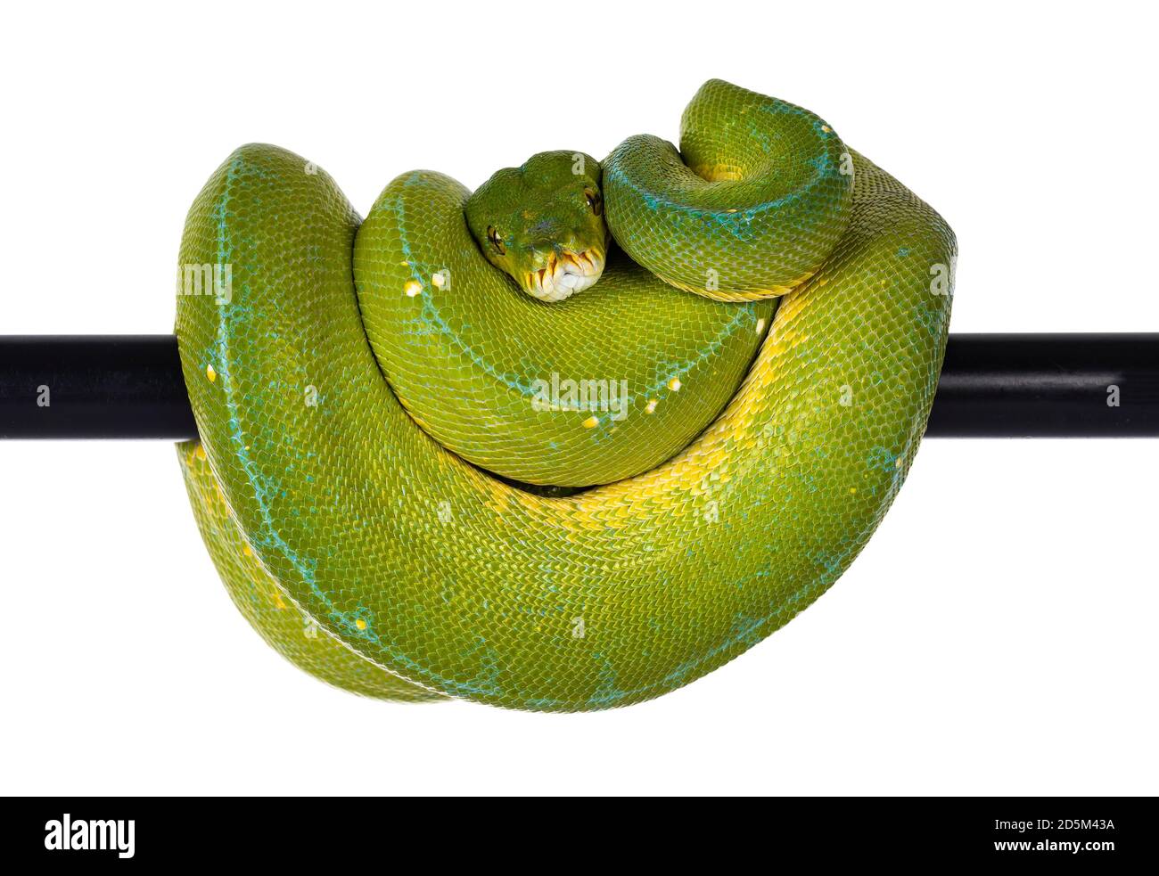 Adulte Green Tree Python aka Morelia viridis suspendu sur le poteau noir, pose typique avec la tête au milieu. Isolé sur fond blanc. Banque D'Images