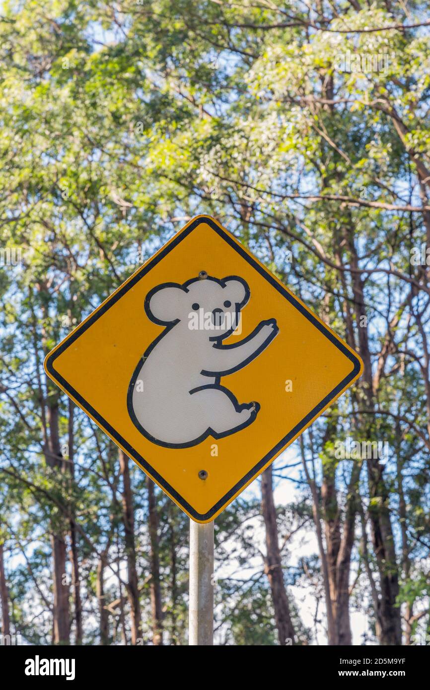 Australie. Signaler aux usagers de la route qu'ils se trouvent dans une zone où les koalas sont connus pour traverser. Banque D'Images