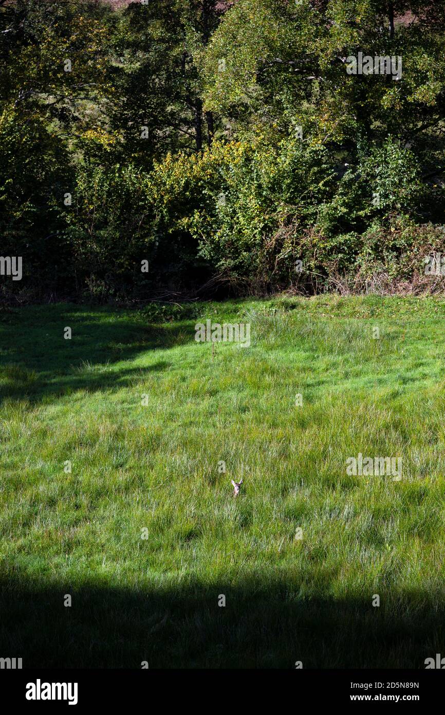 cerf dans de l'herbe longue, cerf allongé dans de l'herbe longue Banque D'Images