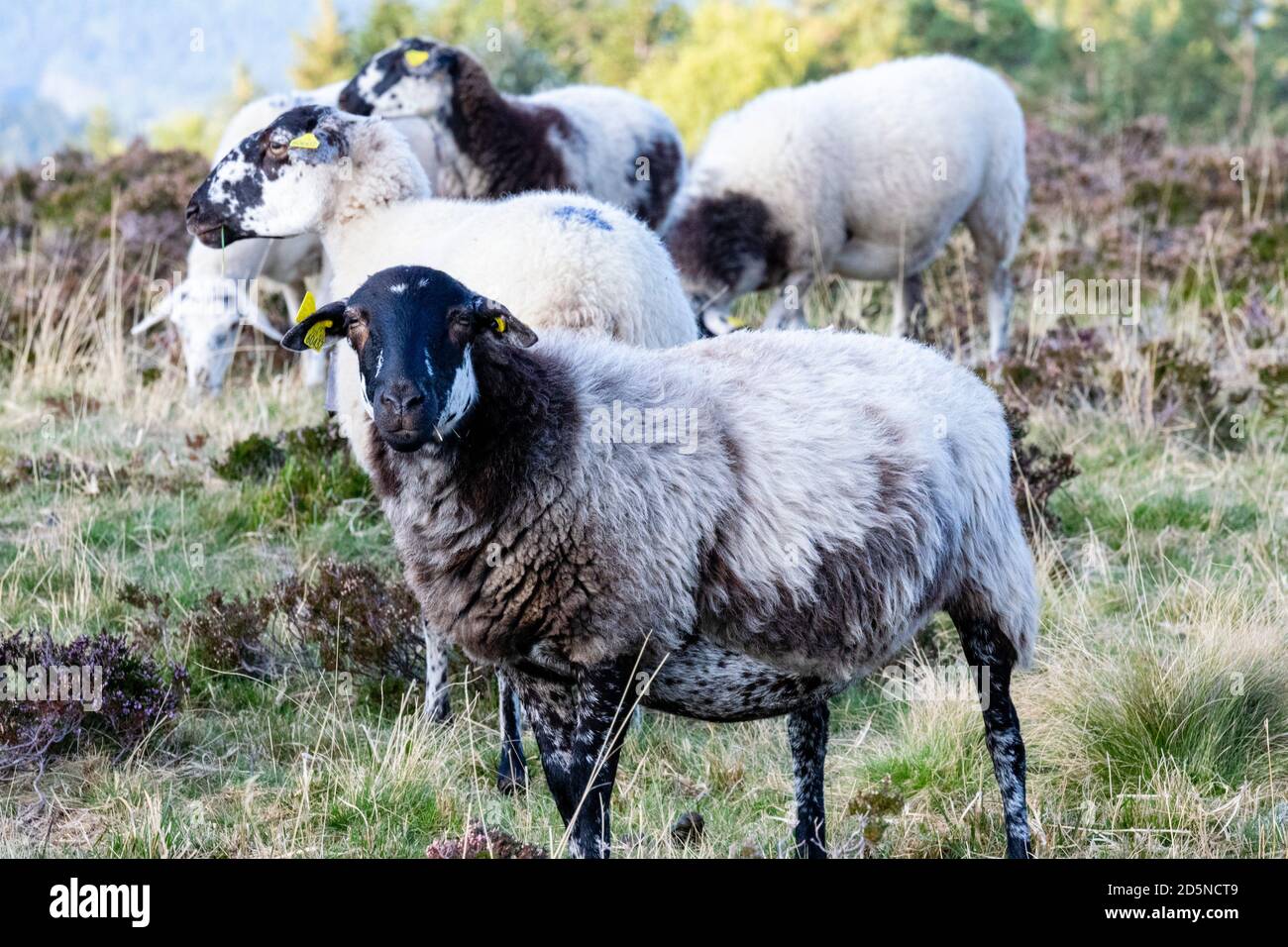 élevage de moutons dans un pâturage de montagne Banque D'Images