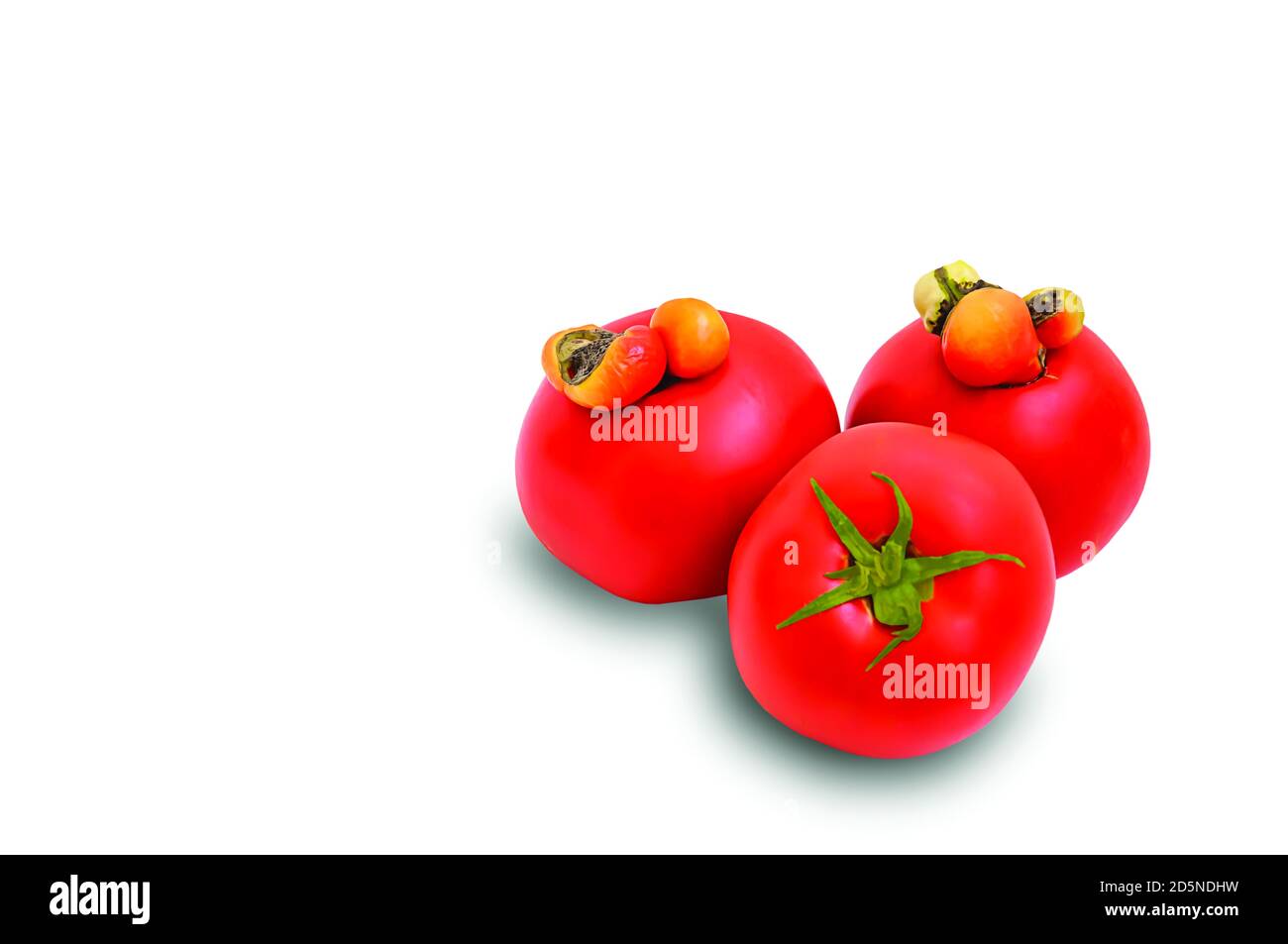 TOMATES FRAÎCHES SUR FOND BLANC, ORIENTATION HORIZONTALE, ISOLÉES Banque D'Images