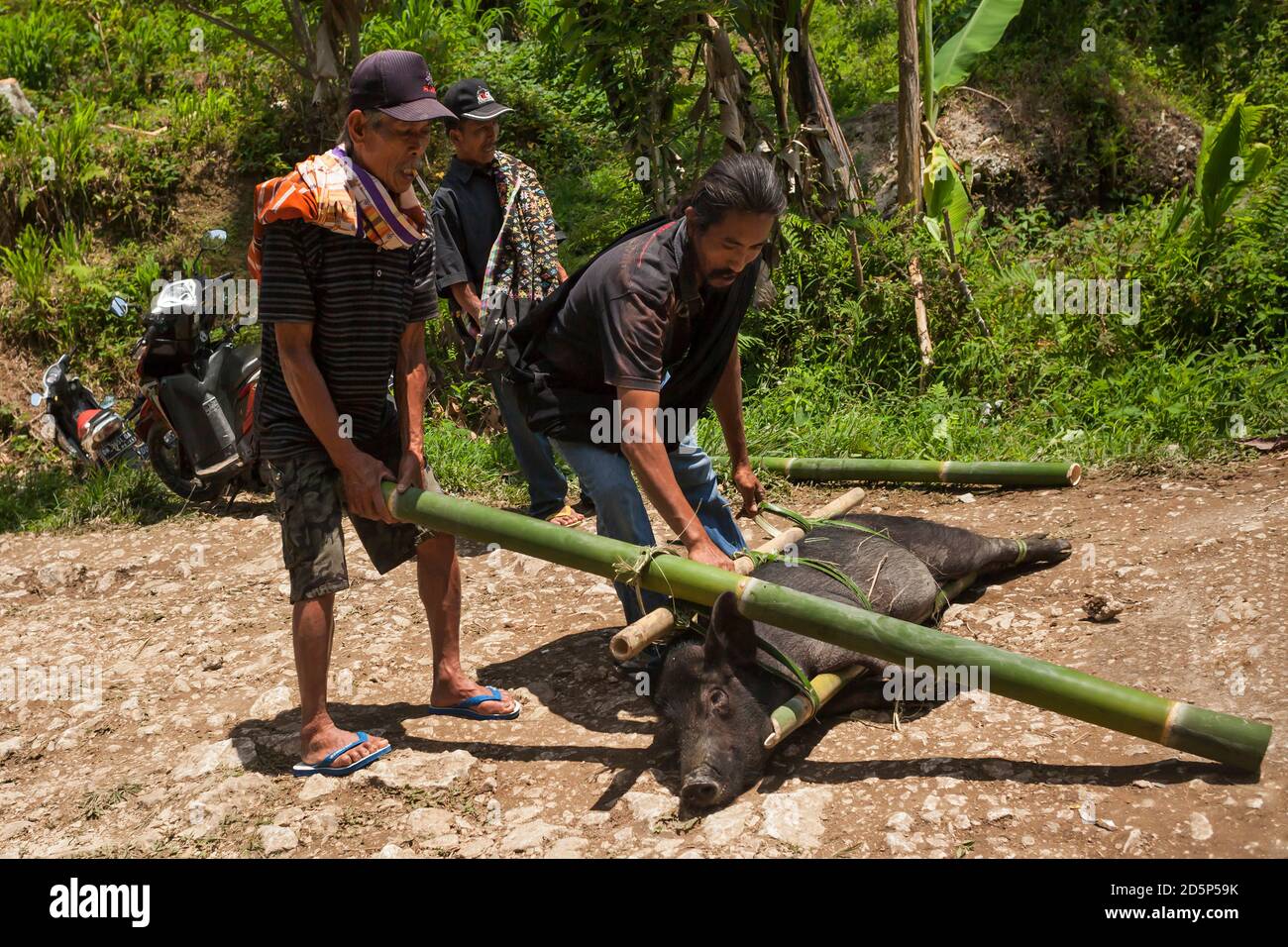 Plan horizontal d'un porc noir attaché à des tiges de bambou à sacrifier dans un rituel funéraire Torajan dans le village de Kanuruan Viesta, Sulawesi Banque D'Images