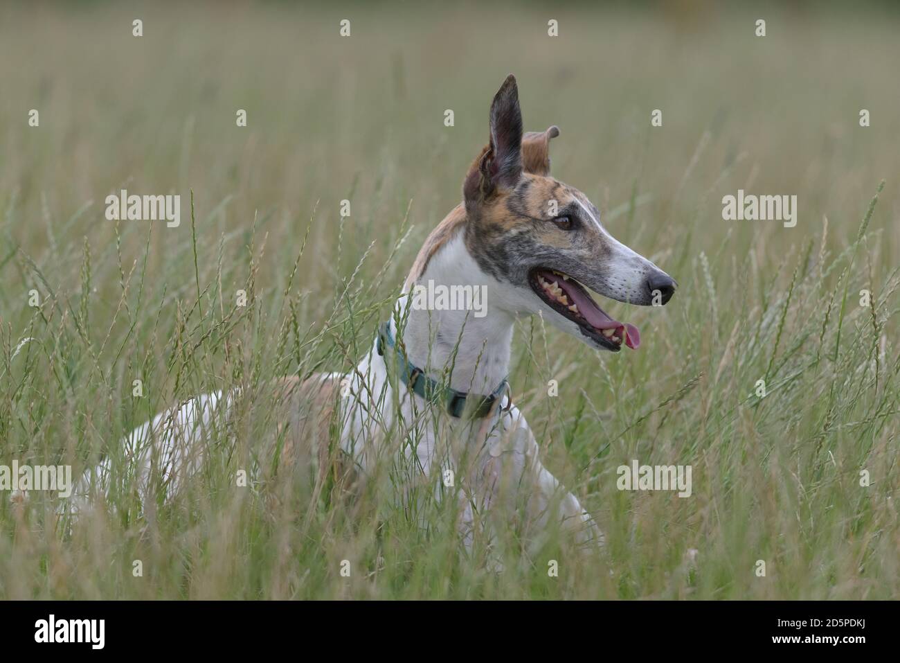 Copiez l'espace autour de l'image du corps entier d'un chien greyhound dans un champ ouvert. En regardant vers la droite et en paniquant, elle se trouve au milieu de l'herbe verte longue. Banque D'Images