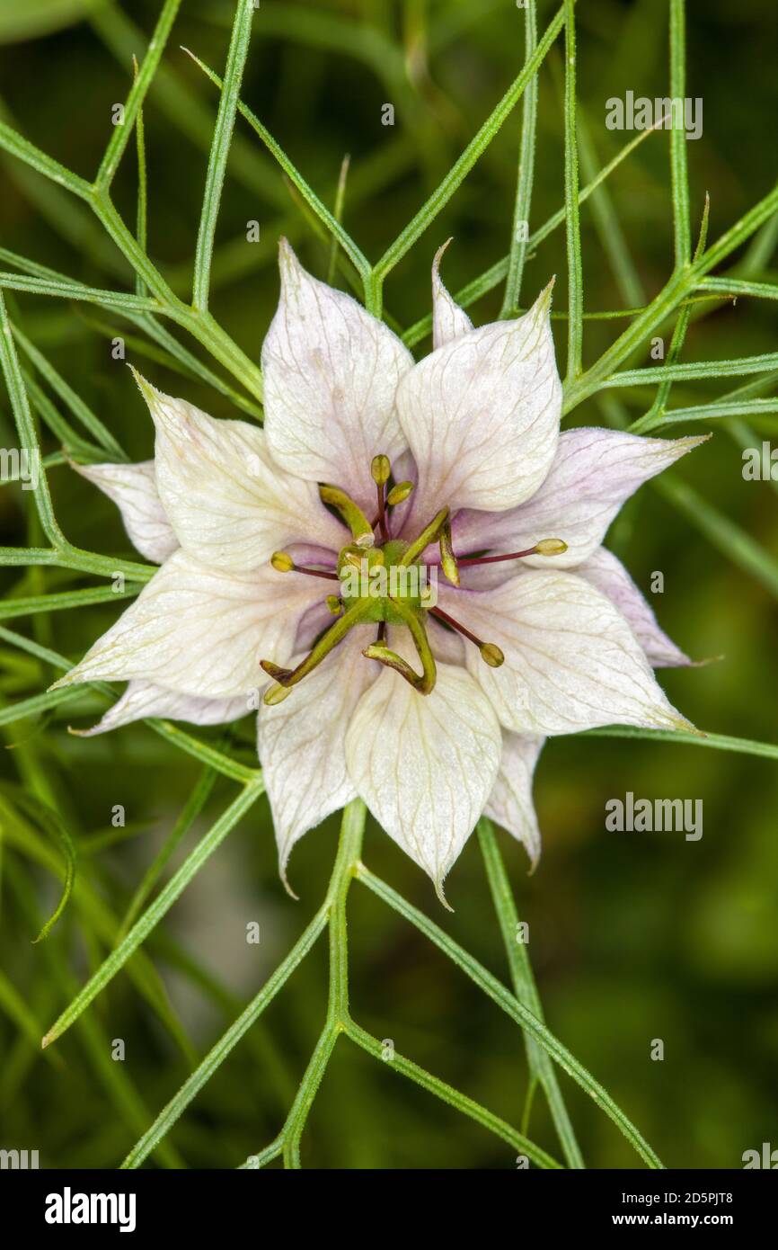 Nigella damascena, étoile de fleur blanche. Macro. Nigella damascena  (amour-dans-un-brouillard, dame déchiquetée ou diable dans la brousse) est  une plante à fleurs de jardin annuelle Photo Stock - Alamy
