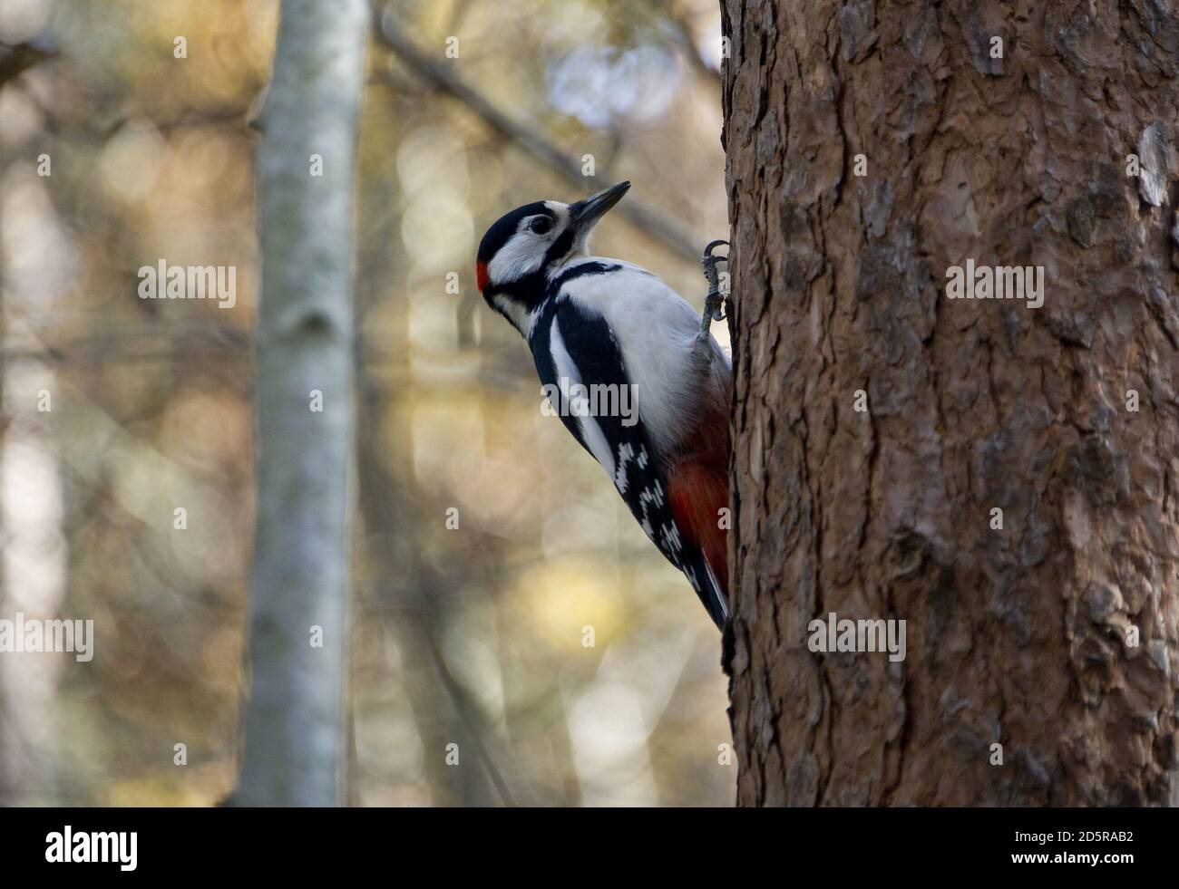 Le photographe a réussi à se faufiler près d'un pic dans la forêt. Banque D'Images