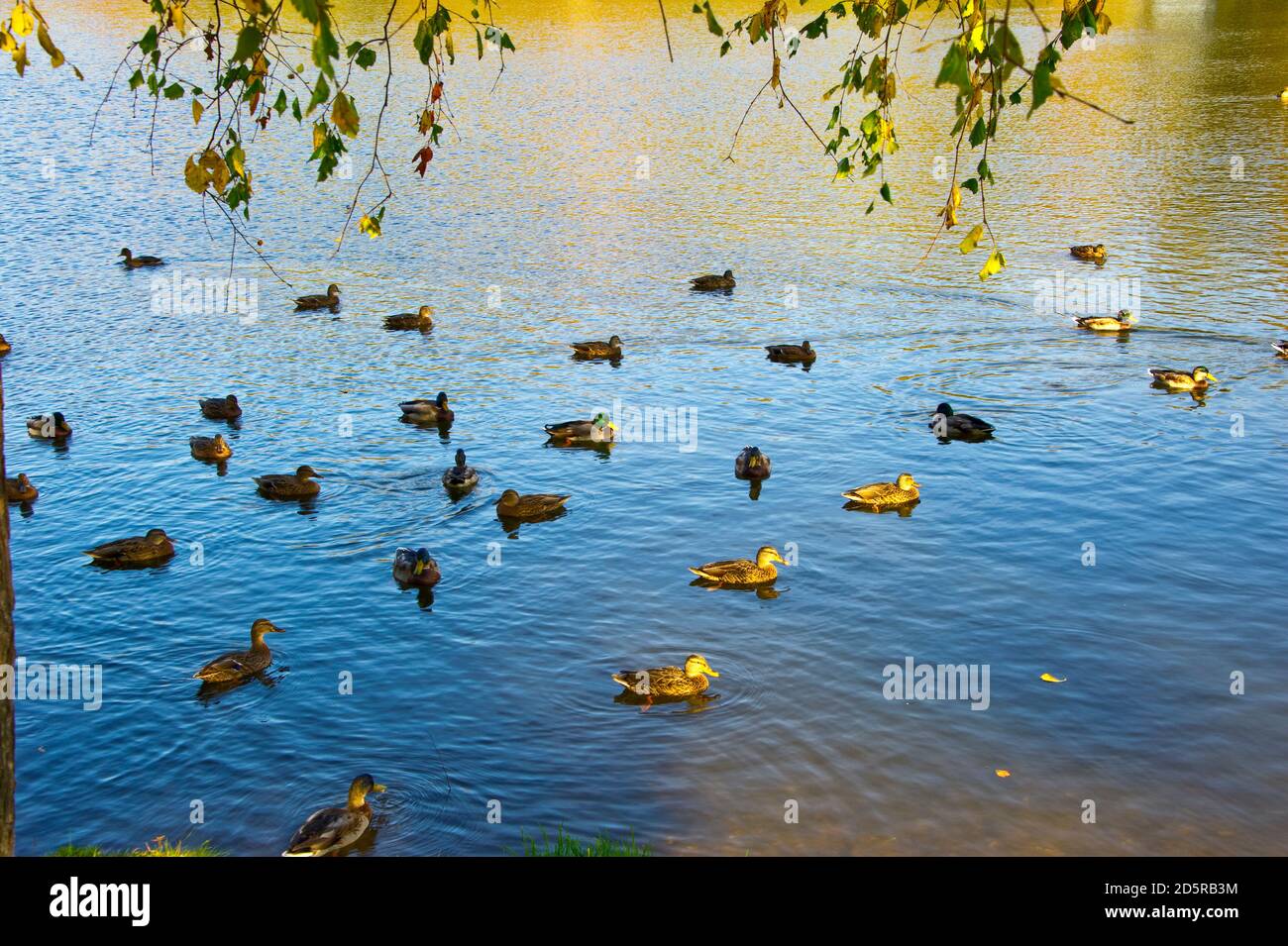 Un troupeau de canards sauvages sur un lac forestier. Banque D'Images
