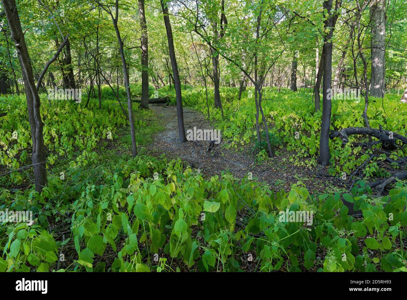 sentier à travers la forêt du parc régional de fort snelling, minnesota Banque D'Images